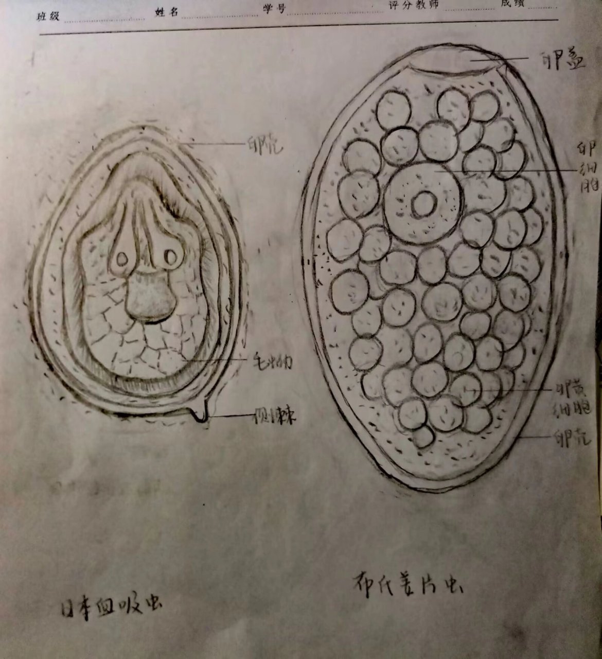 蛔虫卵手绘图片图片