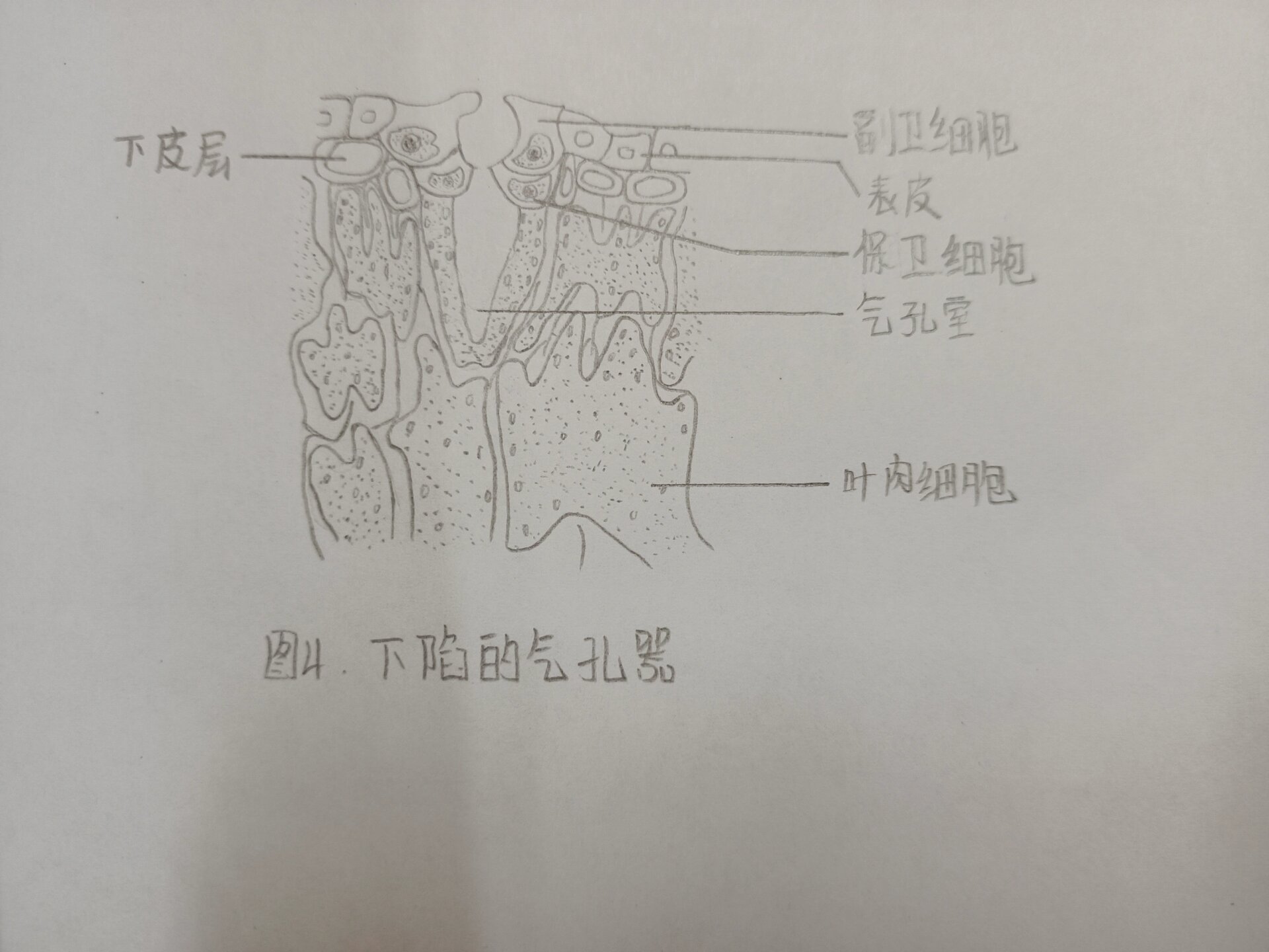 玉米叶横切结构手绘图图片