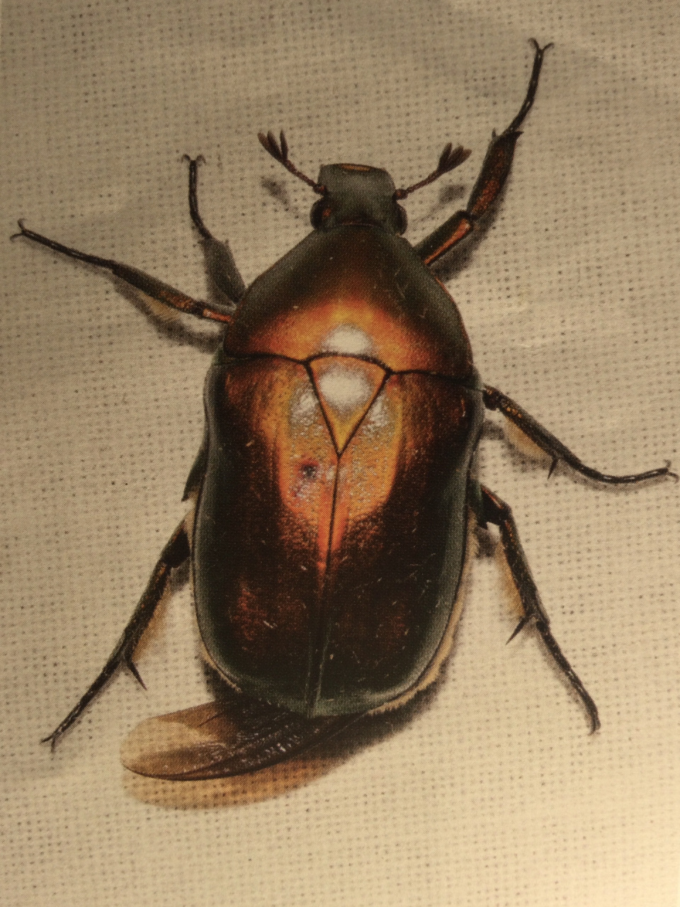 常见花金龟科普(8)-日伪阔花金龟 这次的花金龟,是我今年北京的目标虫