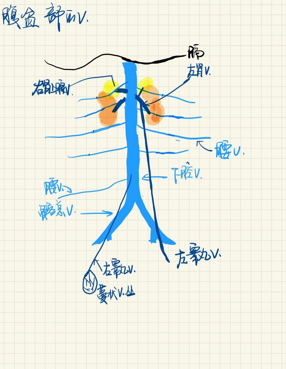 门静脉血流方向示意图图片