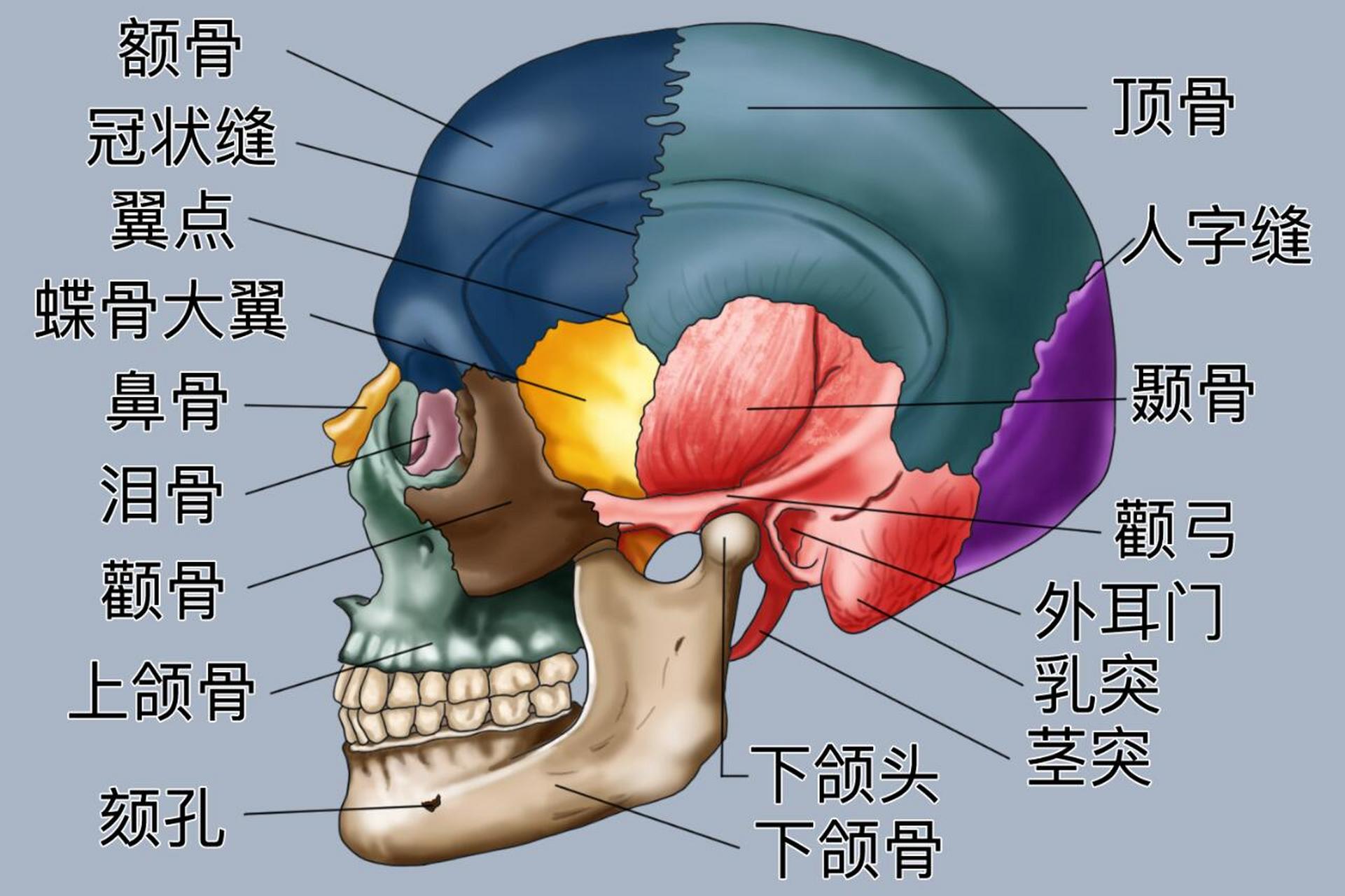 颞部的位置图图片