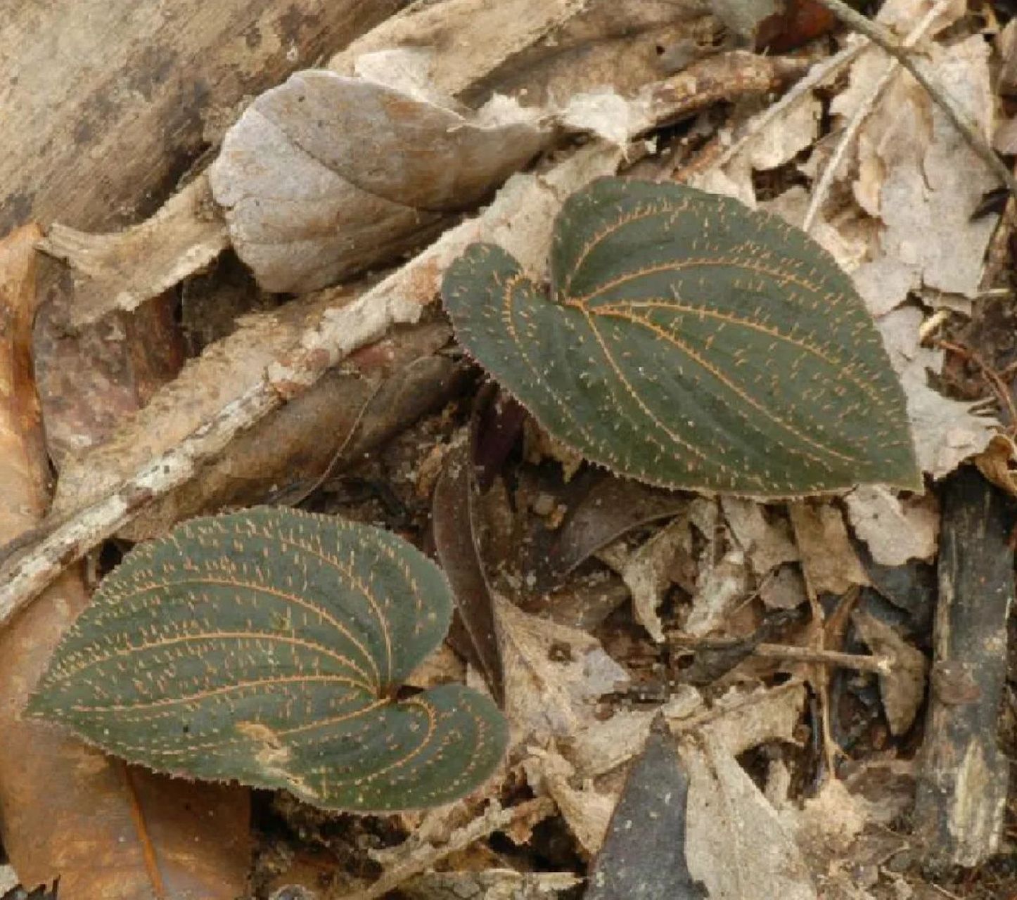 外科良药—紫背天葵(一面锣) 紫背天葵,很多人认识的是平时炒来做菜的