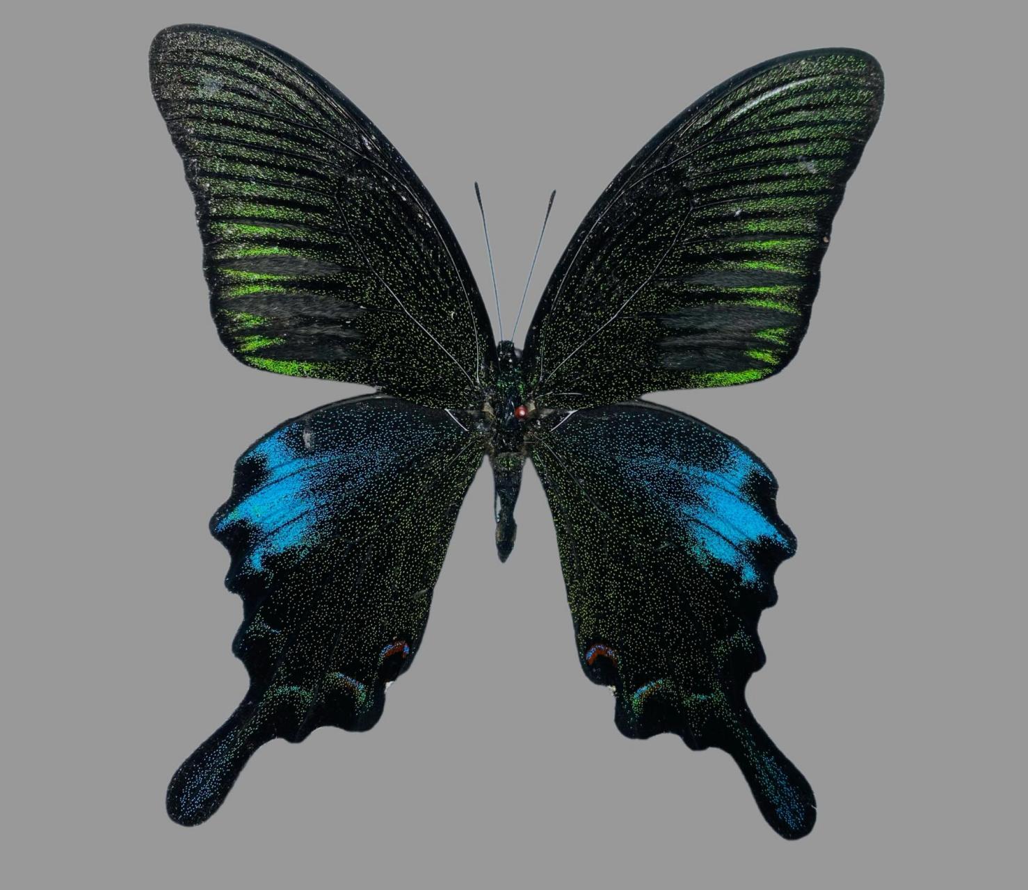 碧凤蝶papilio bianor 后翅区域形成边界不清的蓝色斑快 雄蝶翅背面