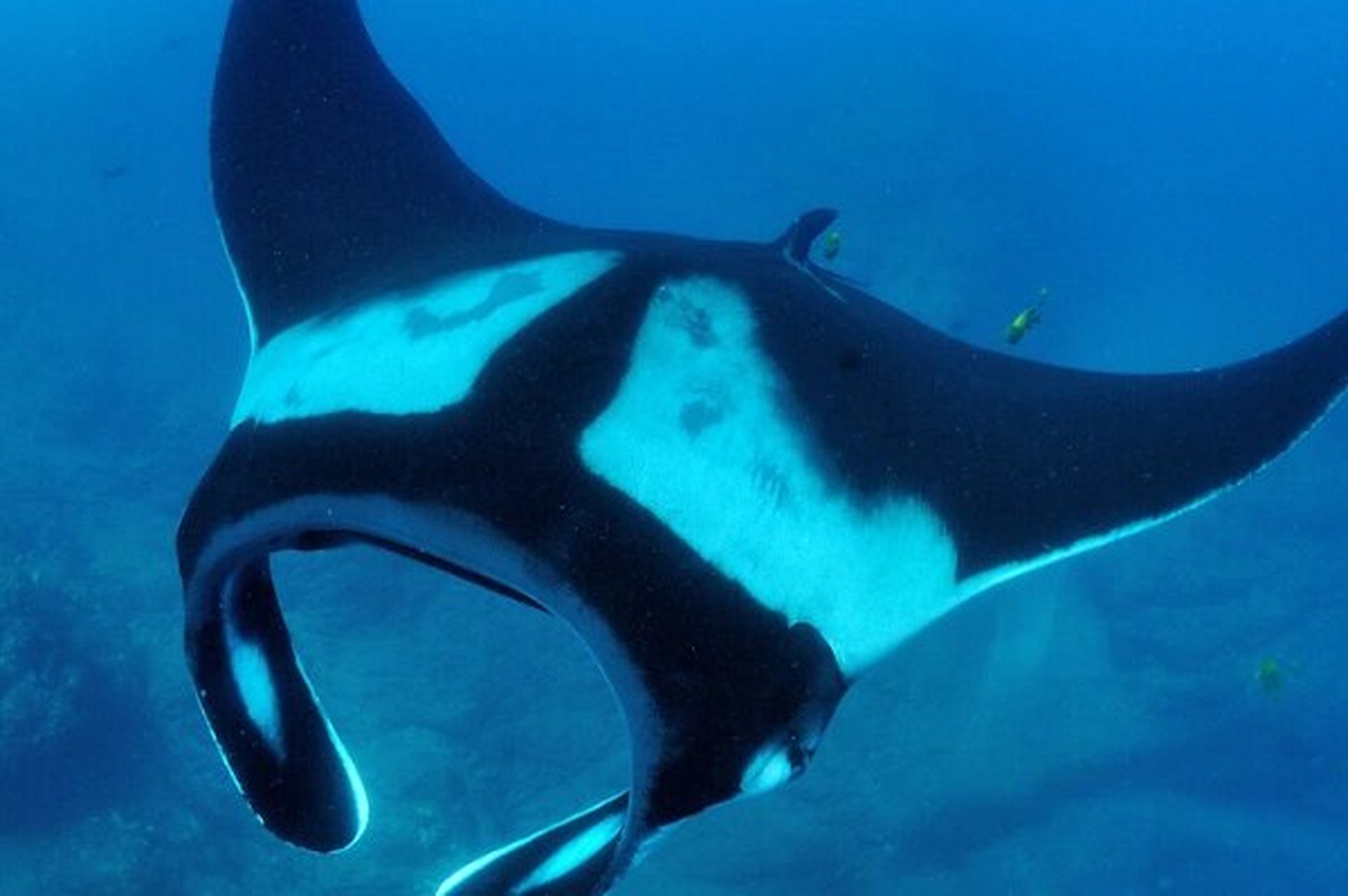 电光幽灵 啵啵鱼