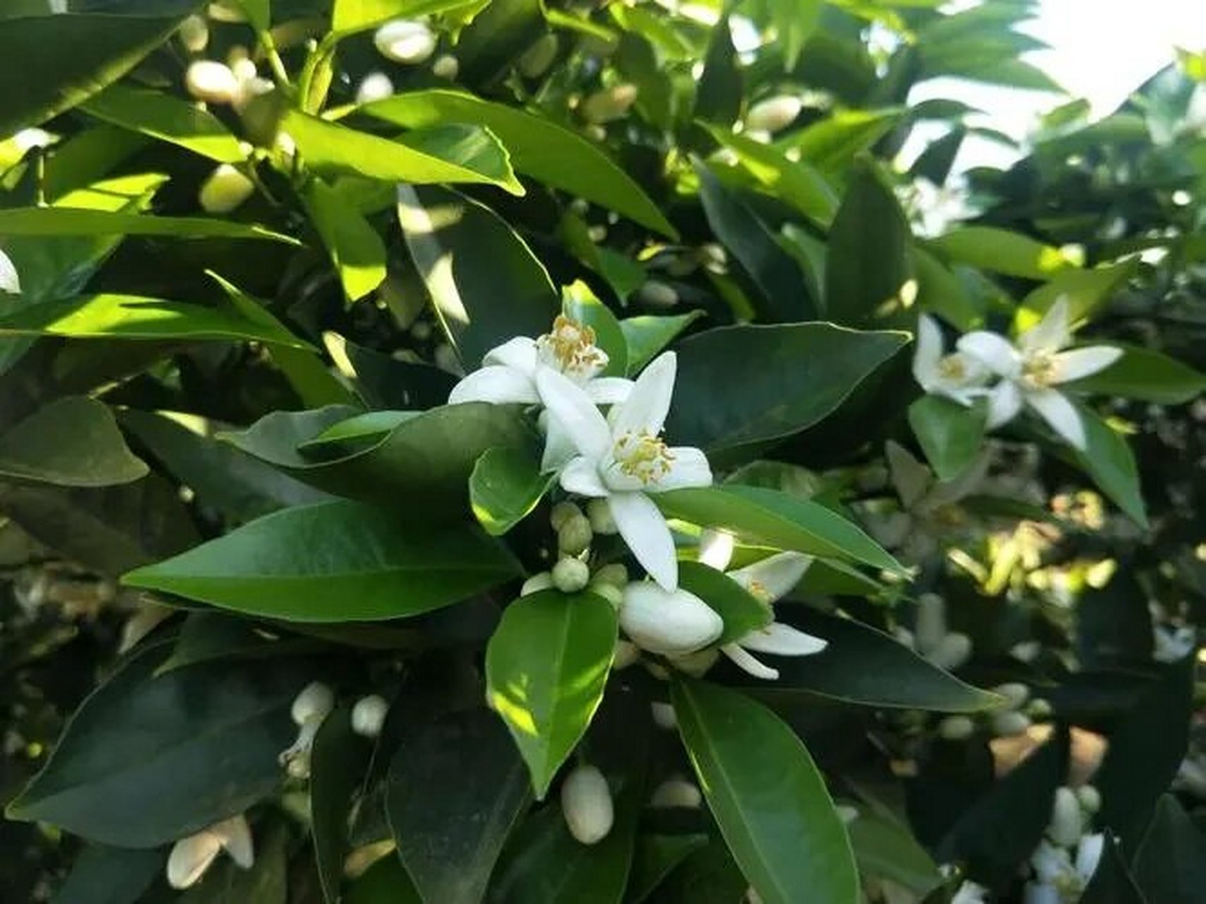 橙花---"公主之花" 橙花(citrus aurantium),别名苦橙花,芸香科柑橘属