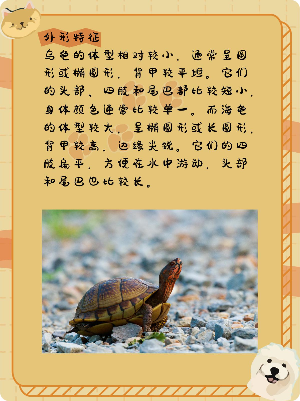 接下来,我们就从四个方面来了解一下乌龟和海龟的区别.