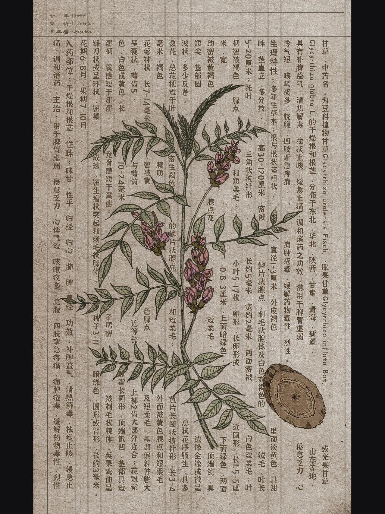 中草药手绘-甘草上色