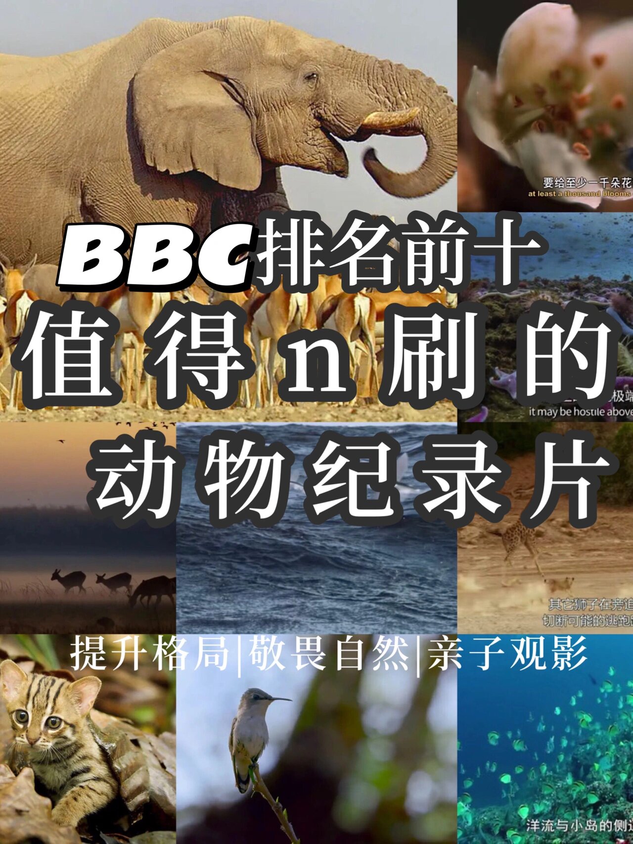 bbc排名前十的动物纪录片