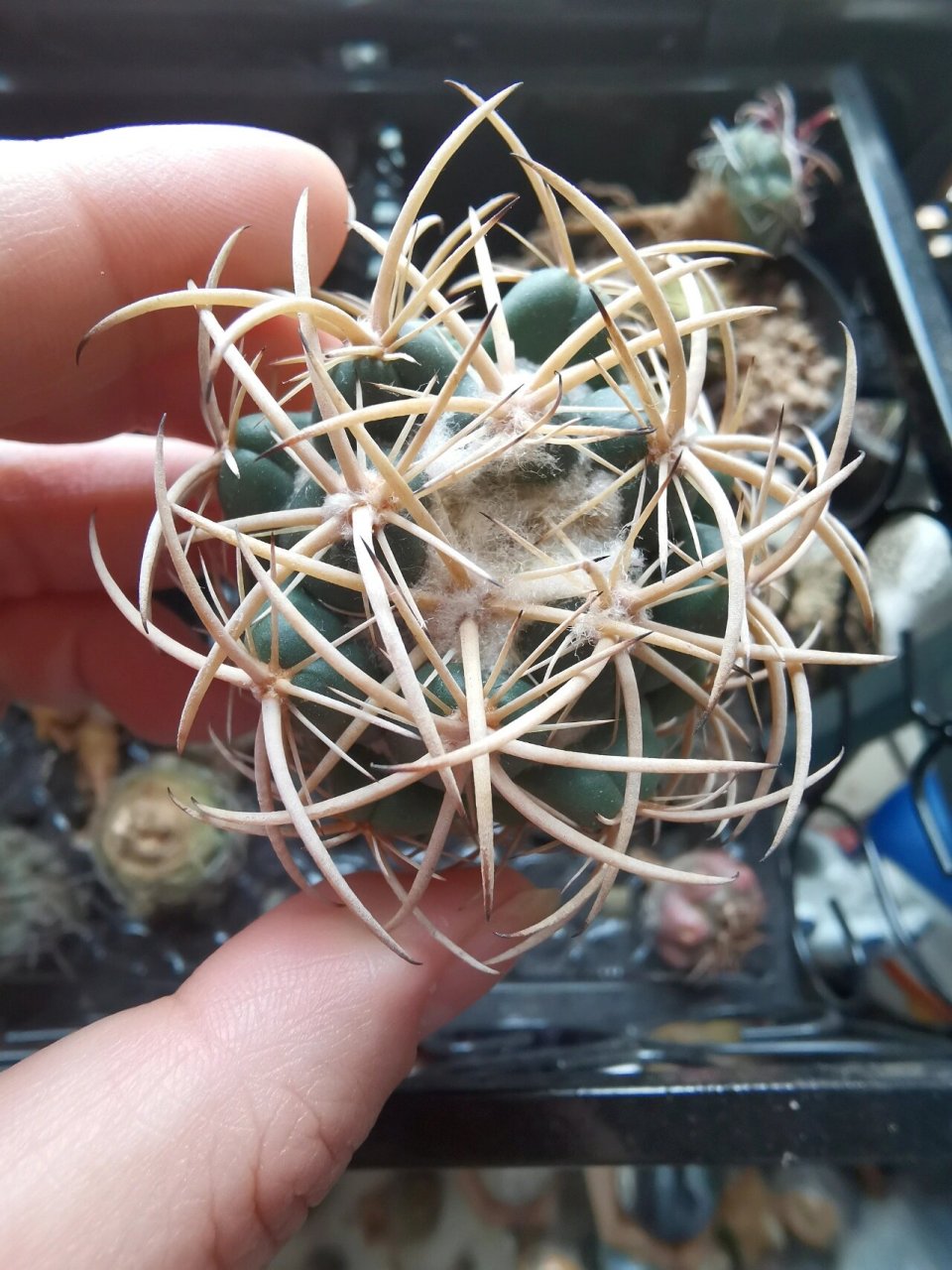 【仙人球】天司丸 一颗绝美的司司