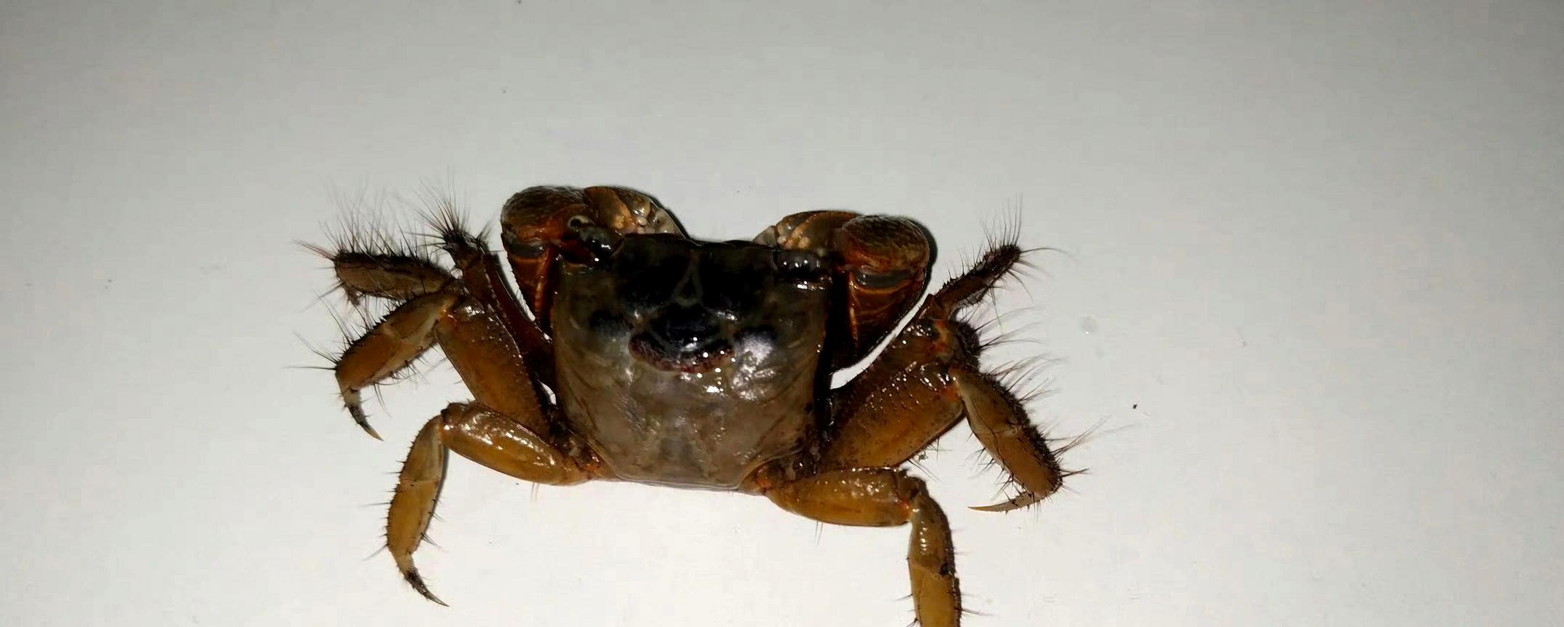 潮汕地区有句谚语"识字掠无蟛蜞",形象地描述了这种螃蟹.