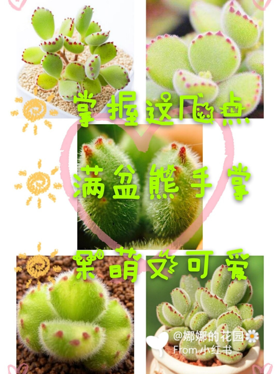 养熊童子掌握几个要点91满盆"熊手掌" 多肉一直都是大家比较喜欢的