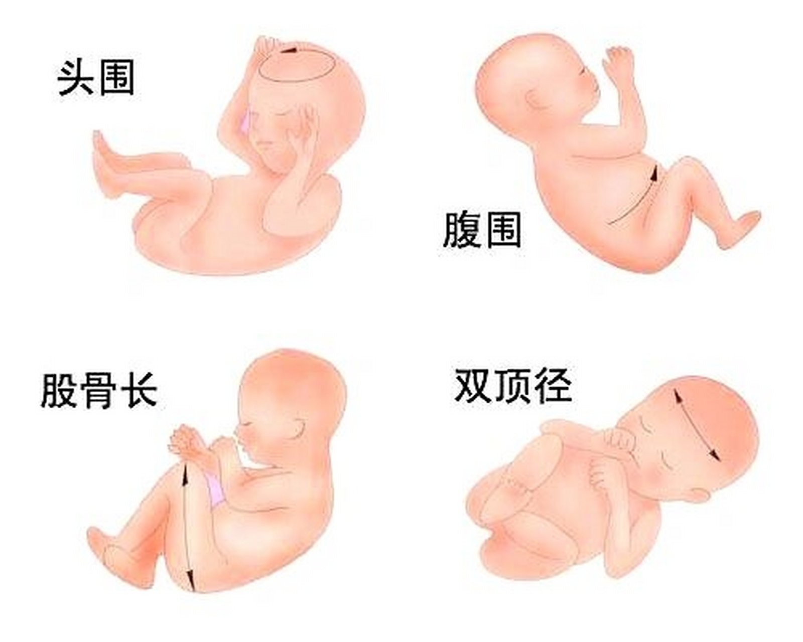 胎儿不同孕周b超双顶径,腹围,股骨长参考
