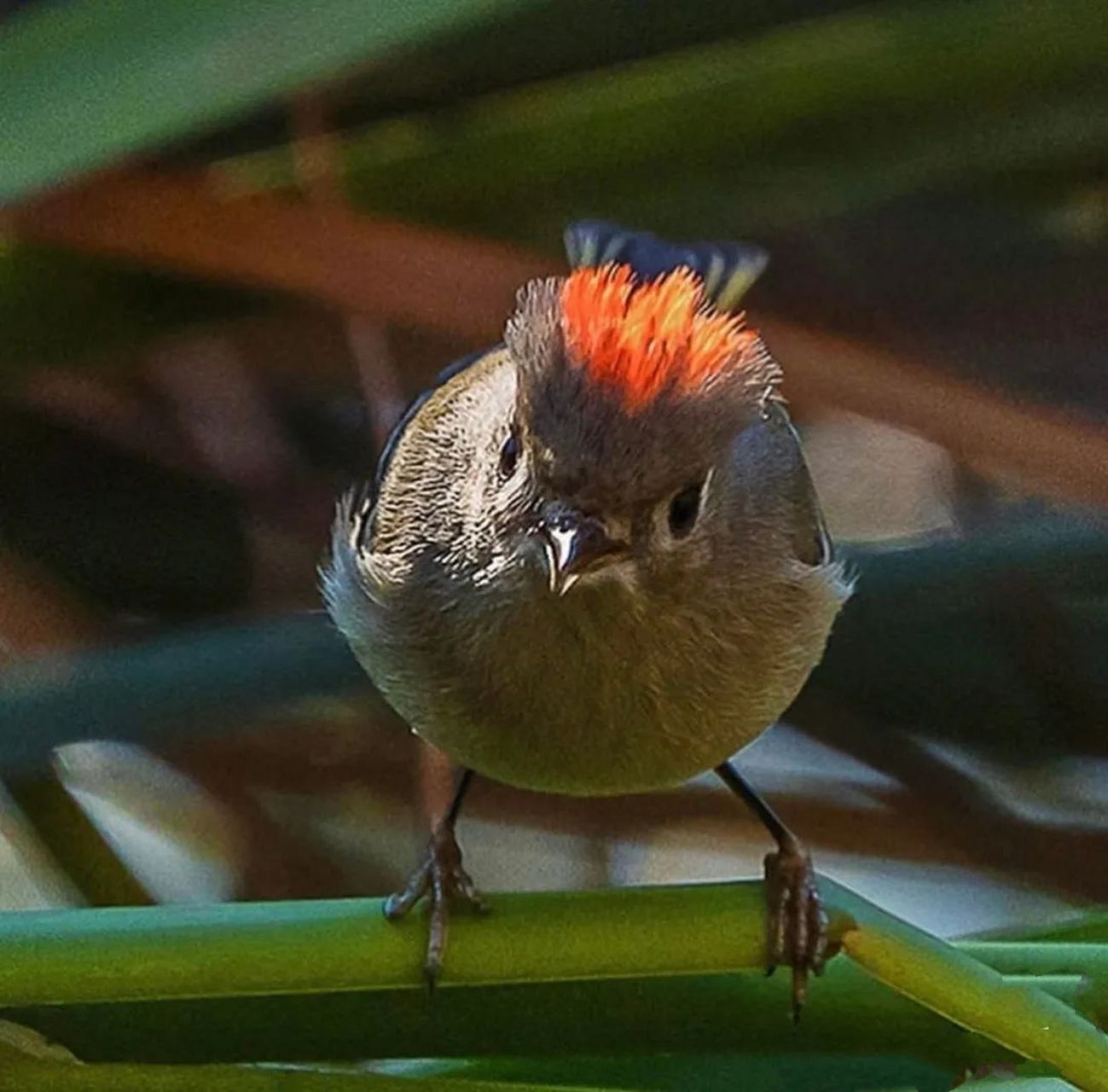 红冠戴菊 红冠戴菊(学名:corthylio calendula):鸟纲,戴菊科动物.