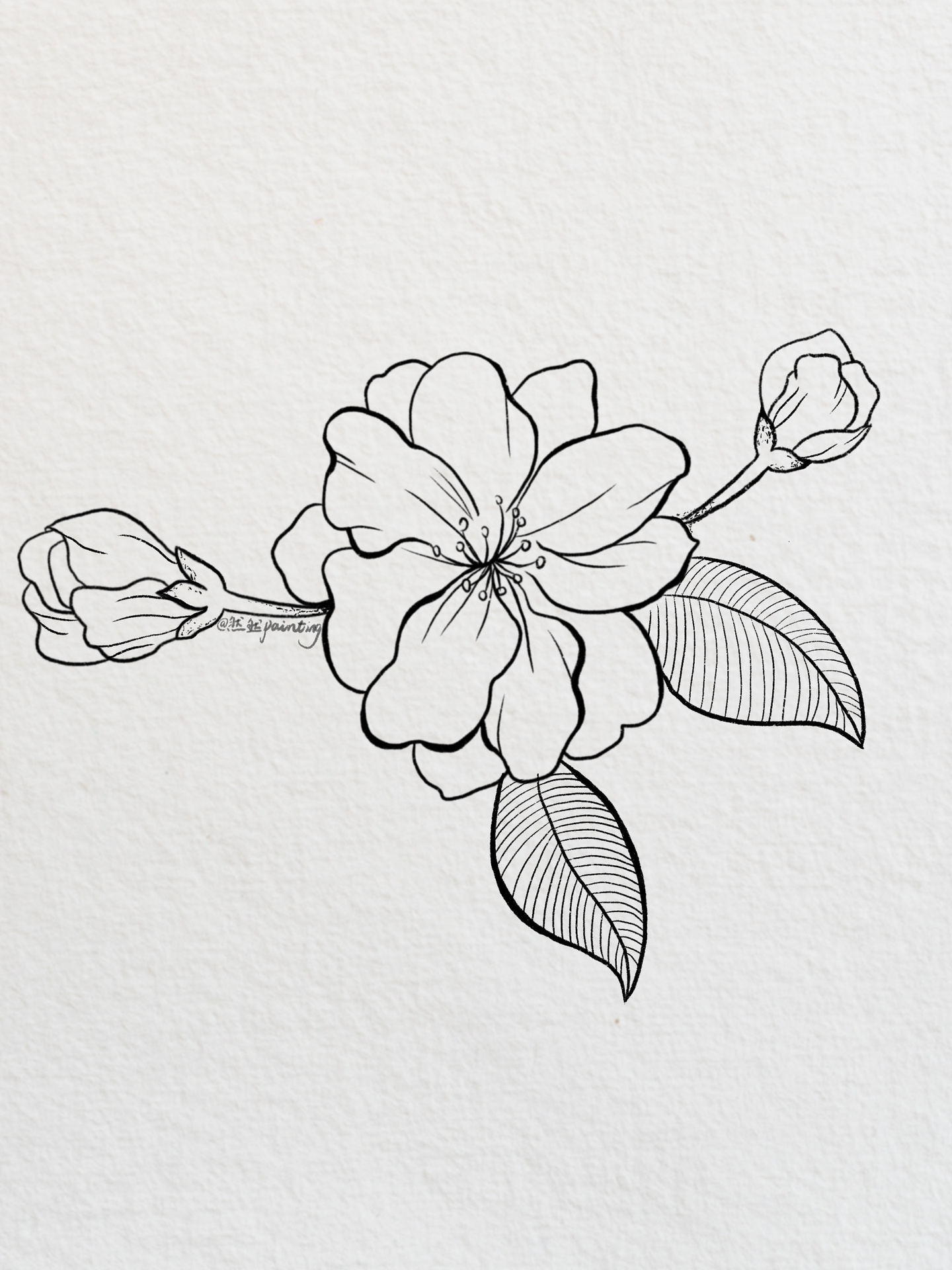 day5线稿练习植物篇之海棠花