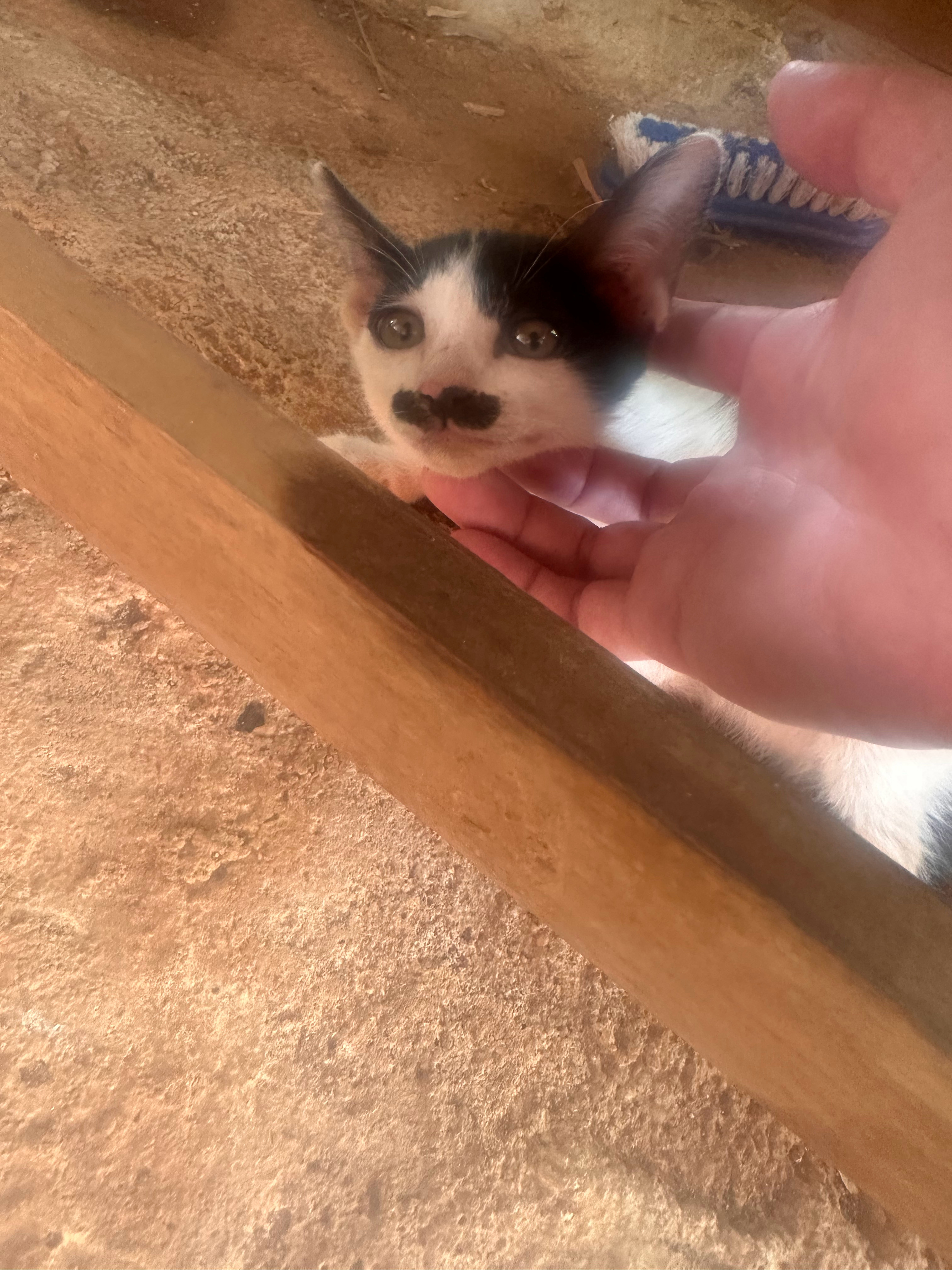 这猫长了两撇小胡子