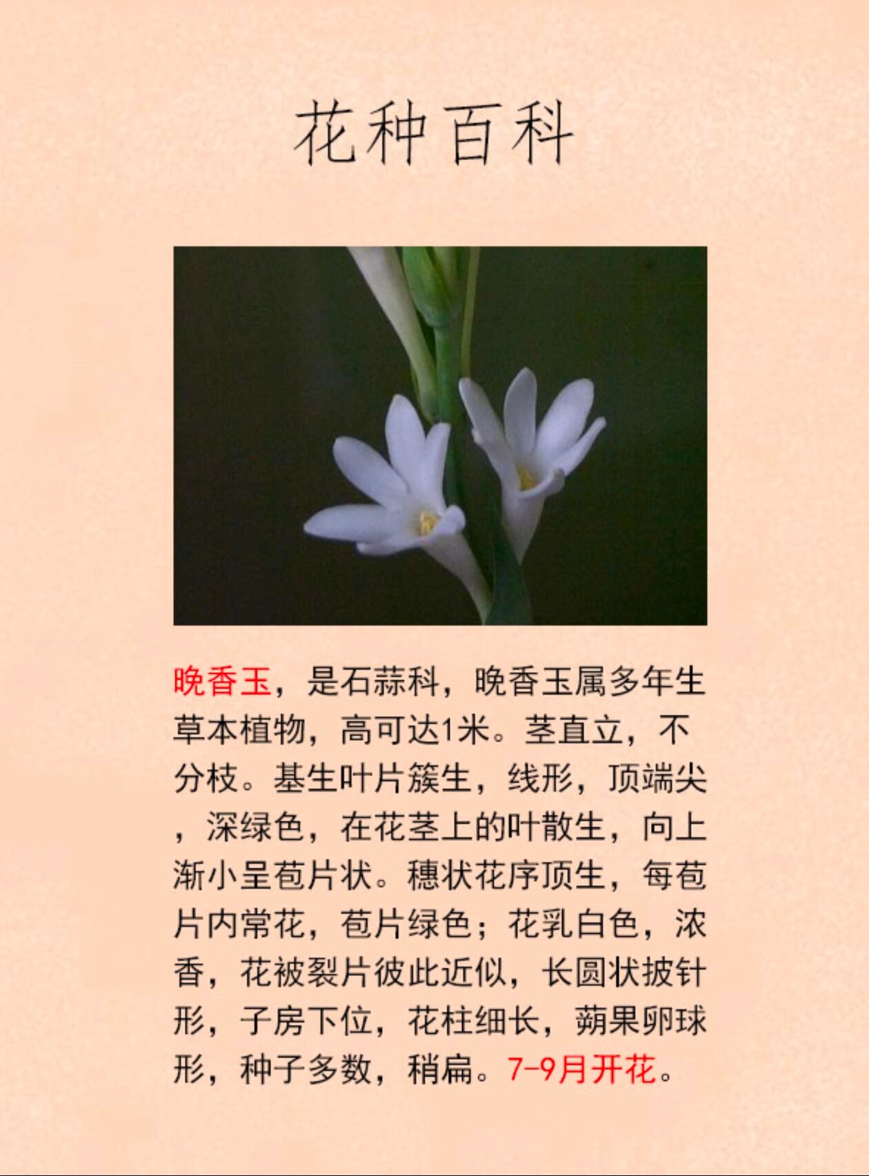 每天认识一种花 之 晚香玉