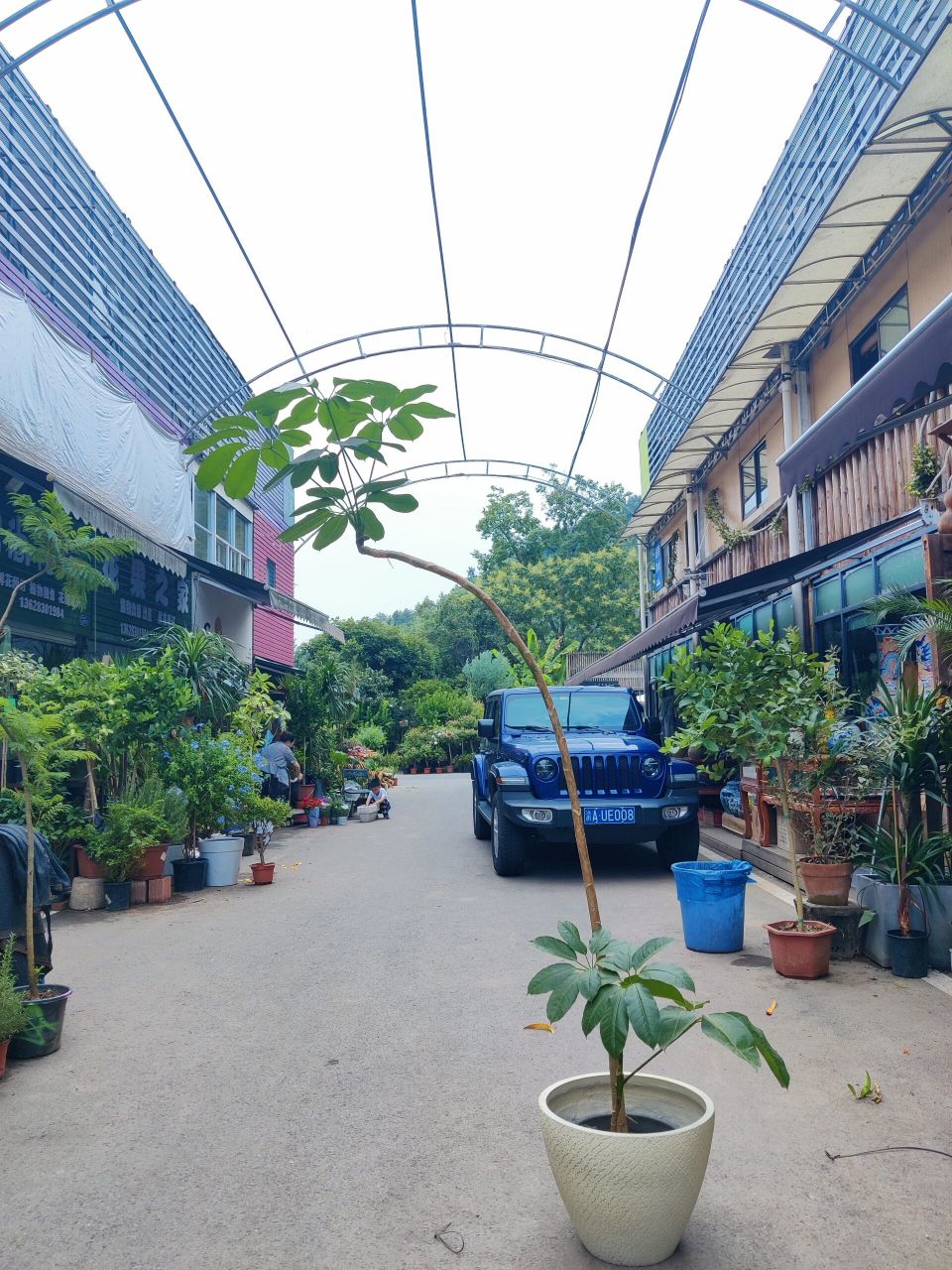 室内植物保罗大叶伞这个品种可太适合了 图上有两种规格,高的2.