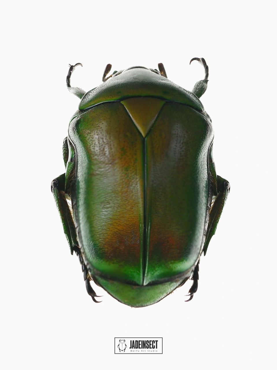 绿罗花金龟rhomborrhina unicolor 丰满的体态,流线型的轮廓,俏丽的