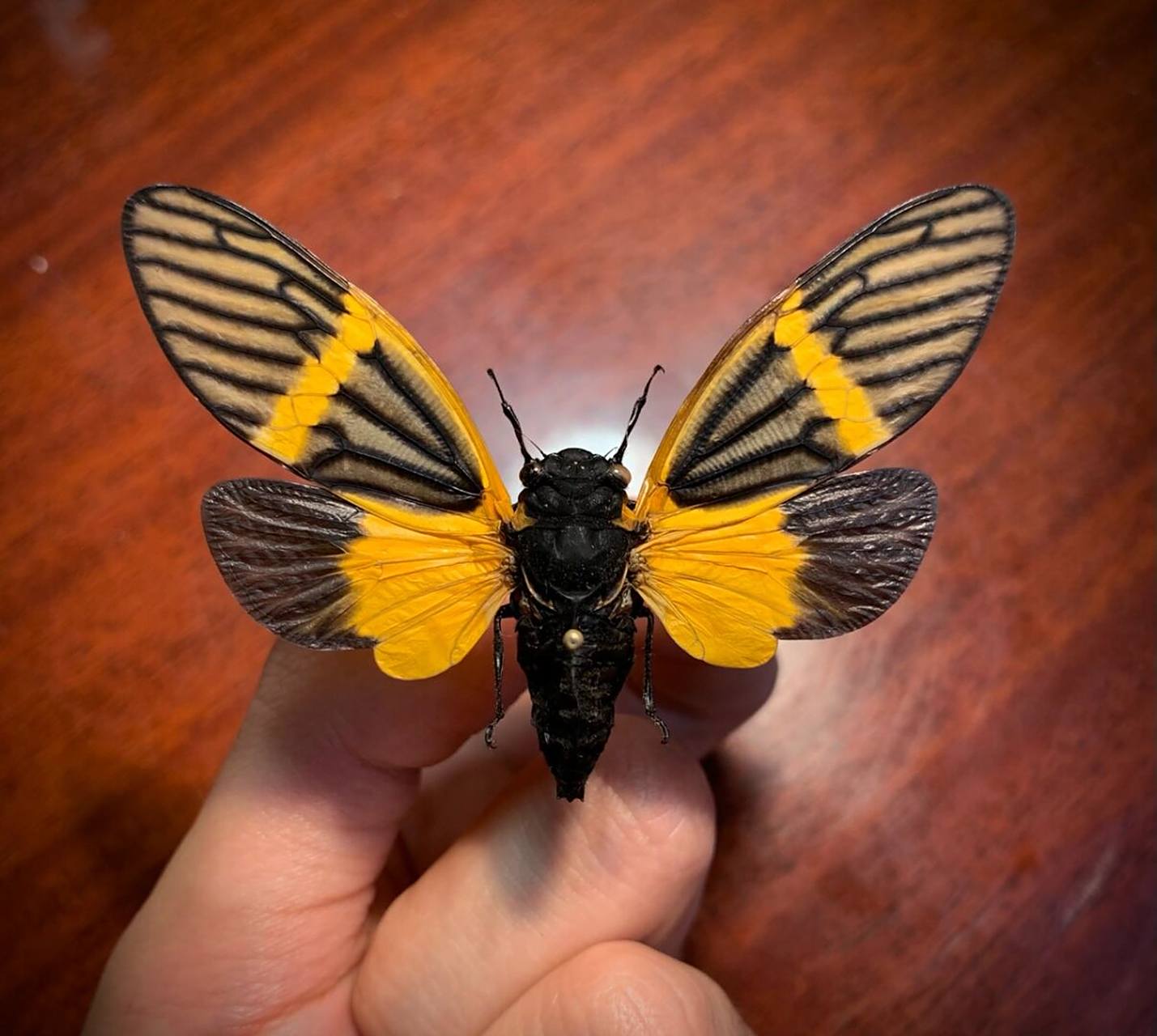 彩蝉 来自云南的彩色知了,让人拥有一个属于夏天的彩色回忆