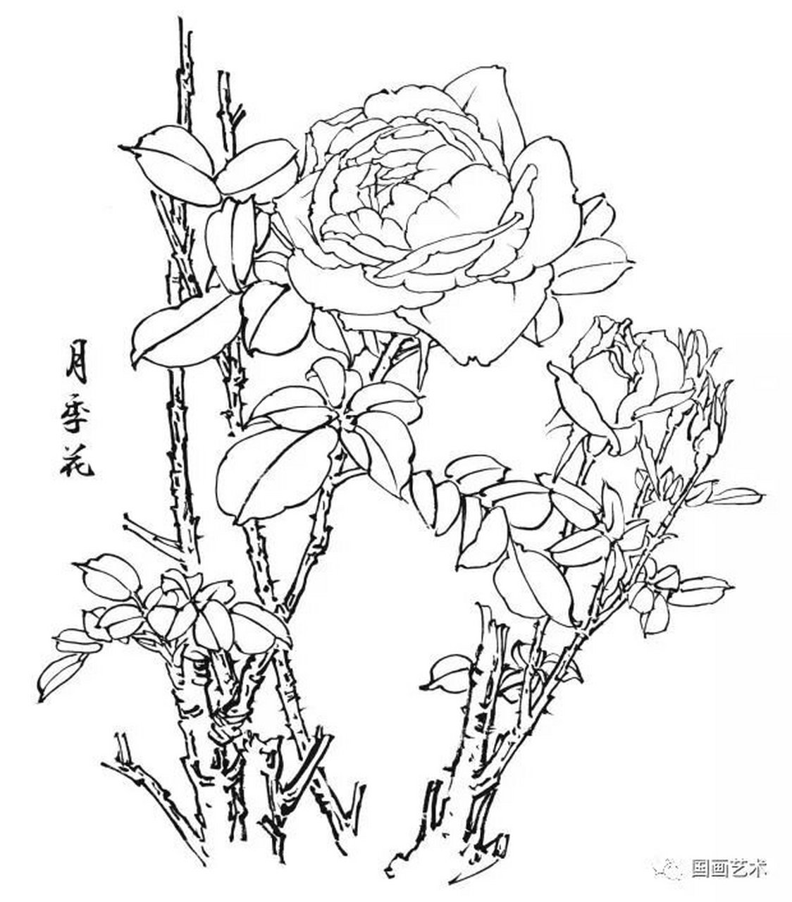 工笔画素材 月季花白描线稿  线稿