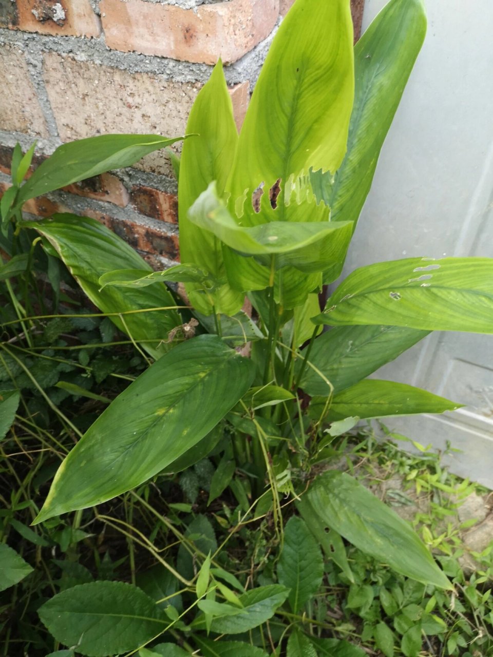 沙谷米,客家人叫冬笋 清热祛湿.