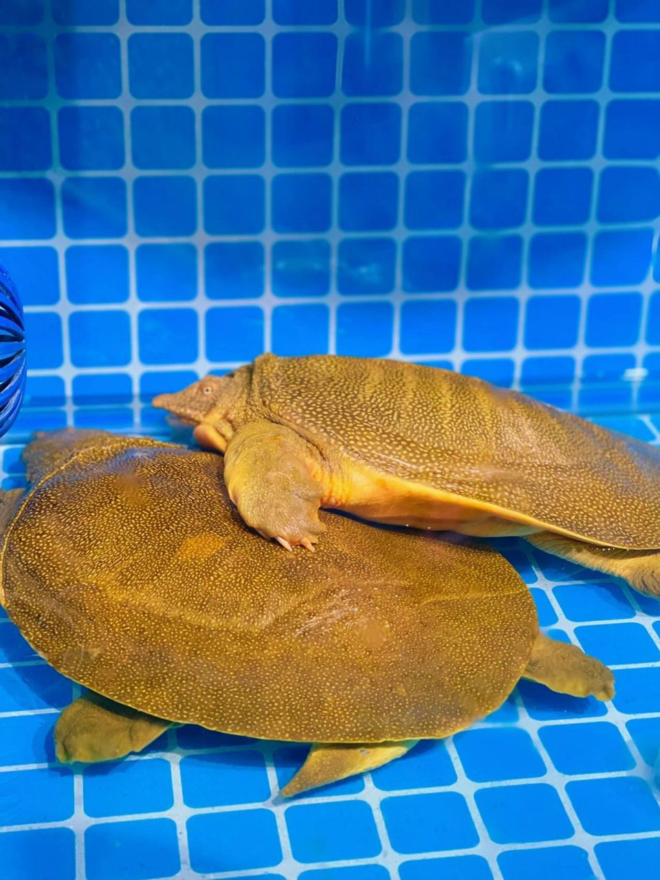 绝绝子6015甲鱼这么吃更美味好不好 只知道甲鱼可以做成老鸹撒