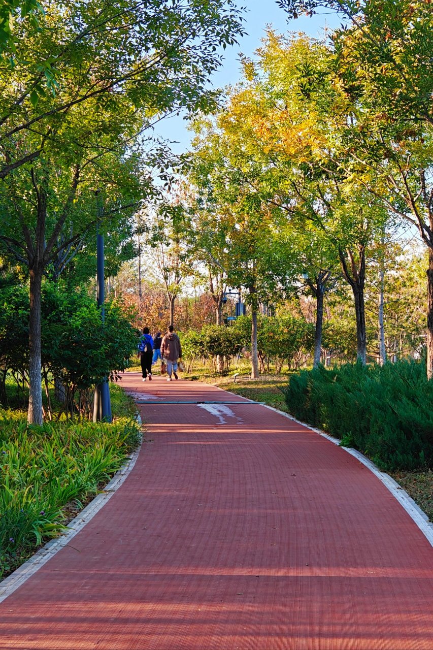 秋日赏花好去处——城市绿心森林公园 大片的黄秋英,各种菊花,月季等