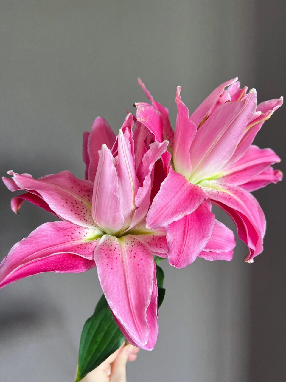 重瓣百合 紫莲花 卖家写的特福 品种应该是紫莲花