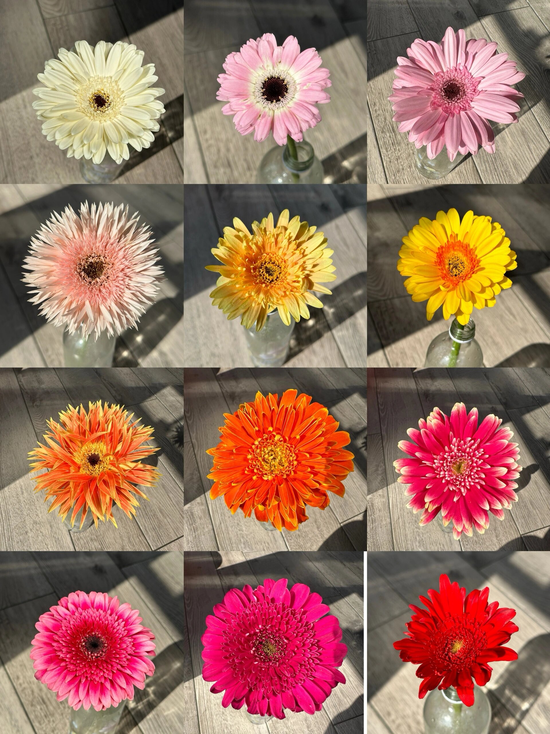 鲜花分享|非洲菊养护很简单!红根不要剪!