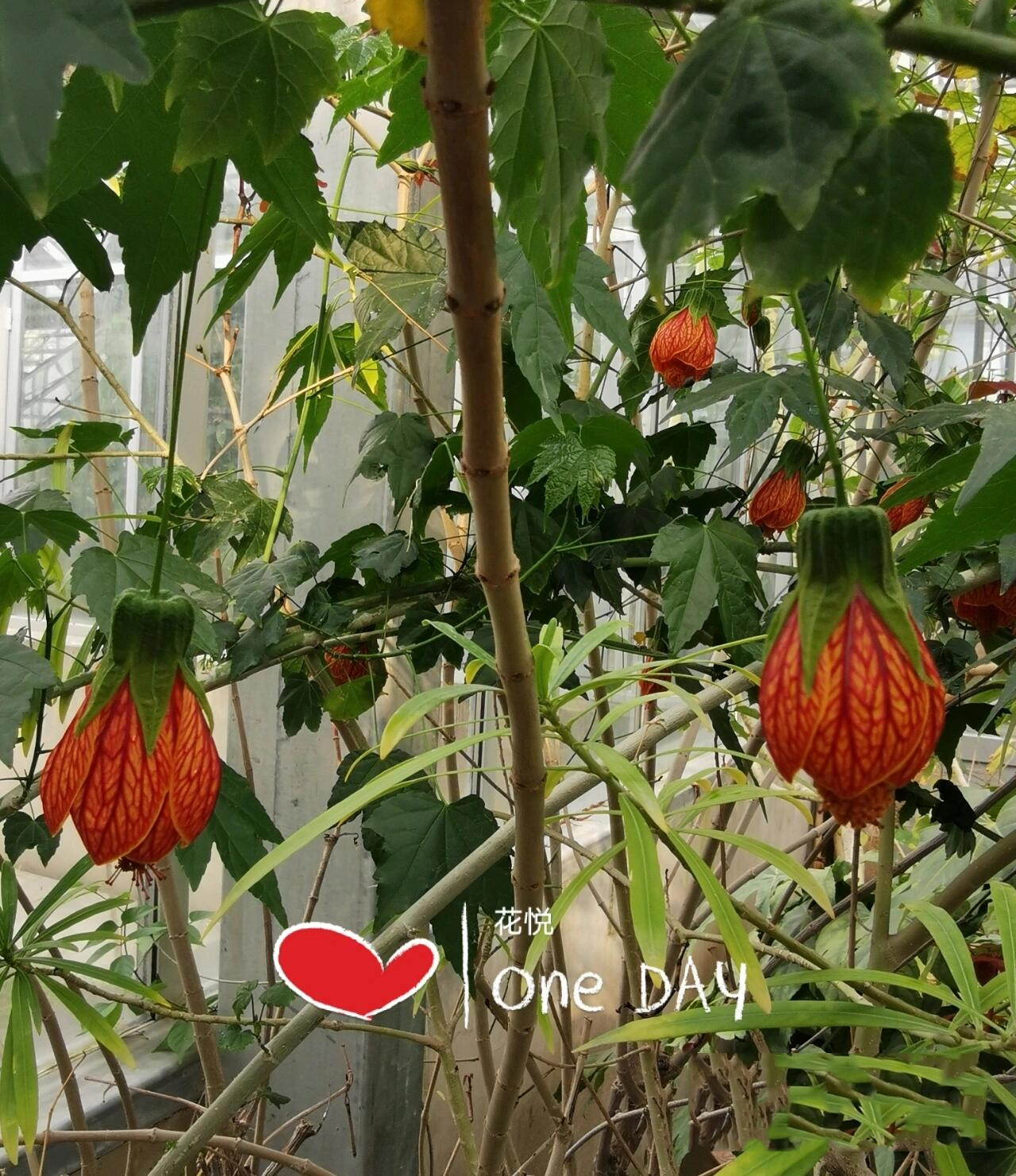 金铃花(abutilon pictum ) 别名:灯笼花 锦葵科 茼麻属 简要介绍