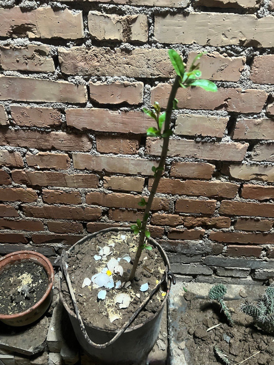 新栽石榴树,发新芽,以后可以吃到新鲜石榴了