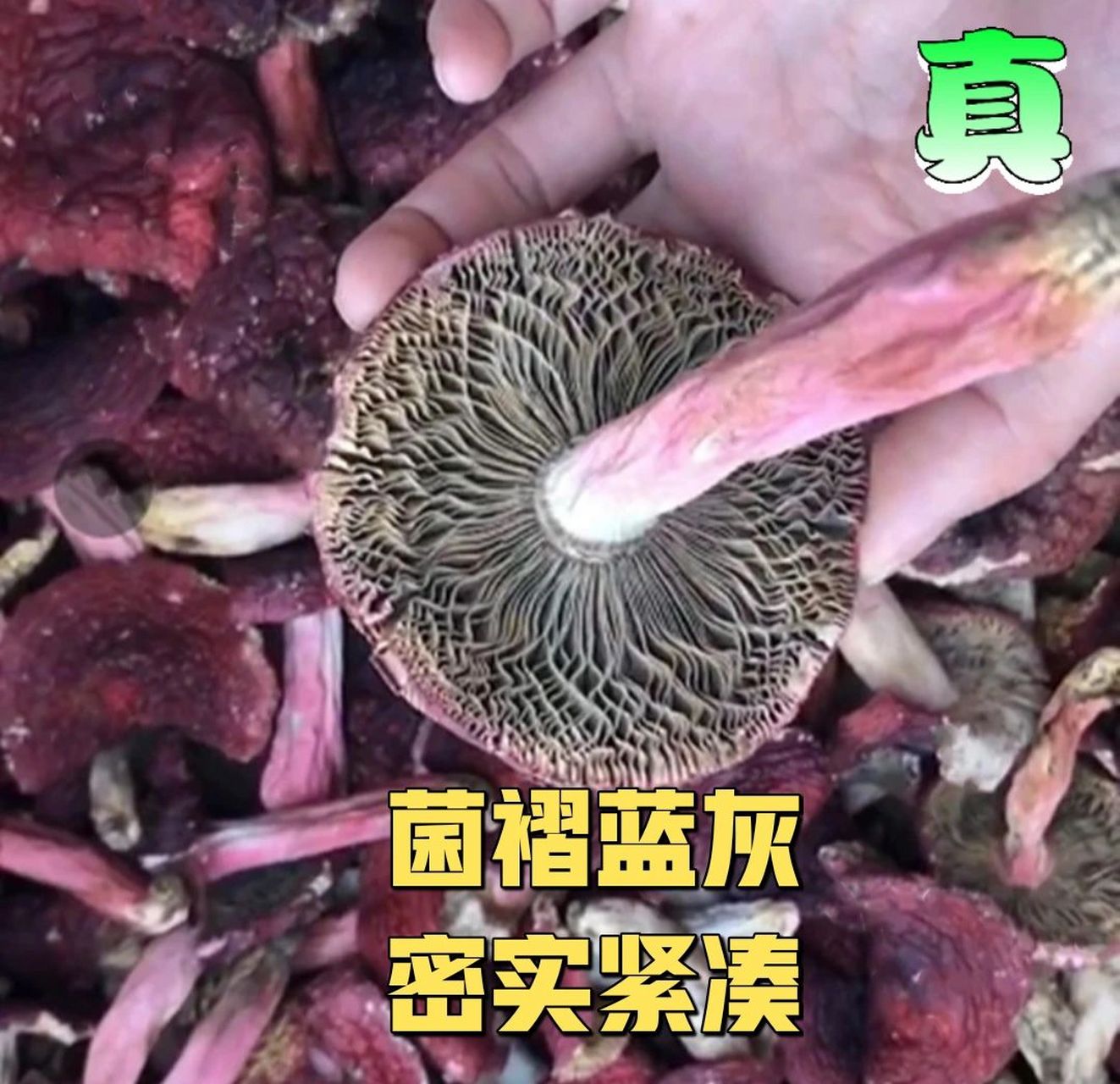 如何辨别真假红菇?记得收藏!