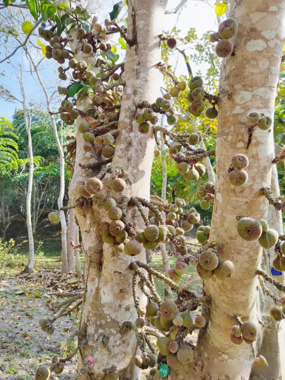 第一次看到榕树上长的果子,和无花果相差无几,没错这就是木瓜榕,与