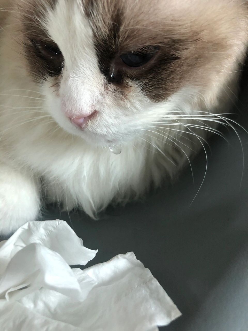 猫咪止不住流巨多口水解决办法 昨晚开始我家布偶猫止不住的流口水