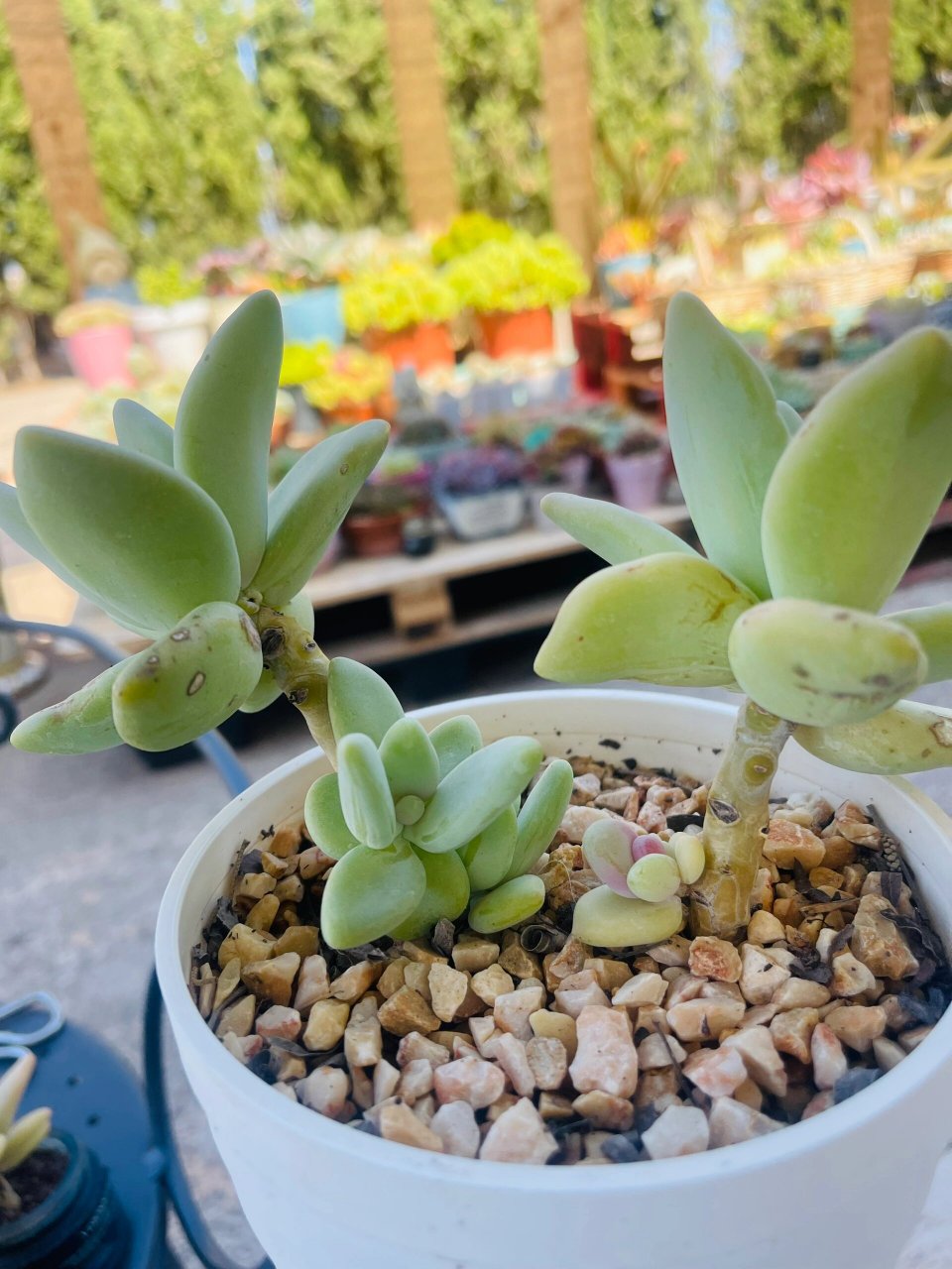 每日记录一款自养的多肉 芒果美人 第36天,完美诠释了盆有多大,肉就