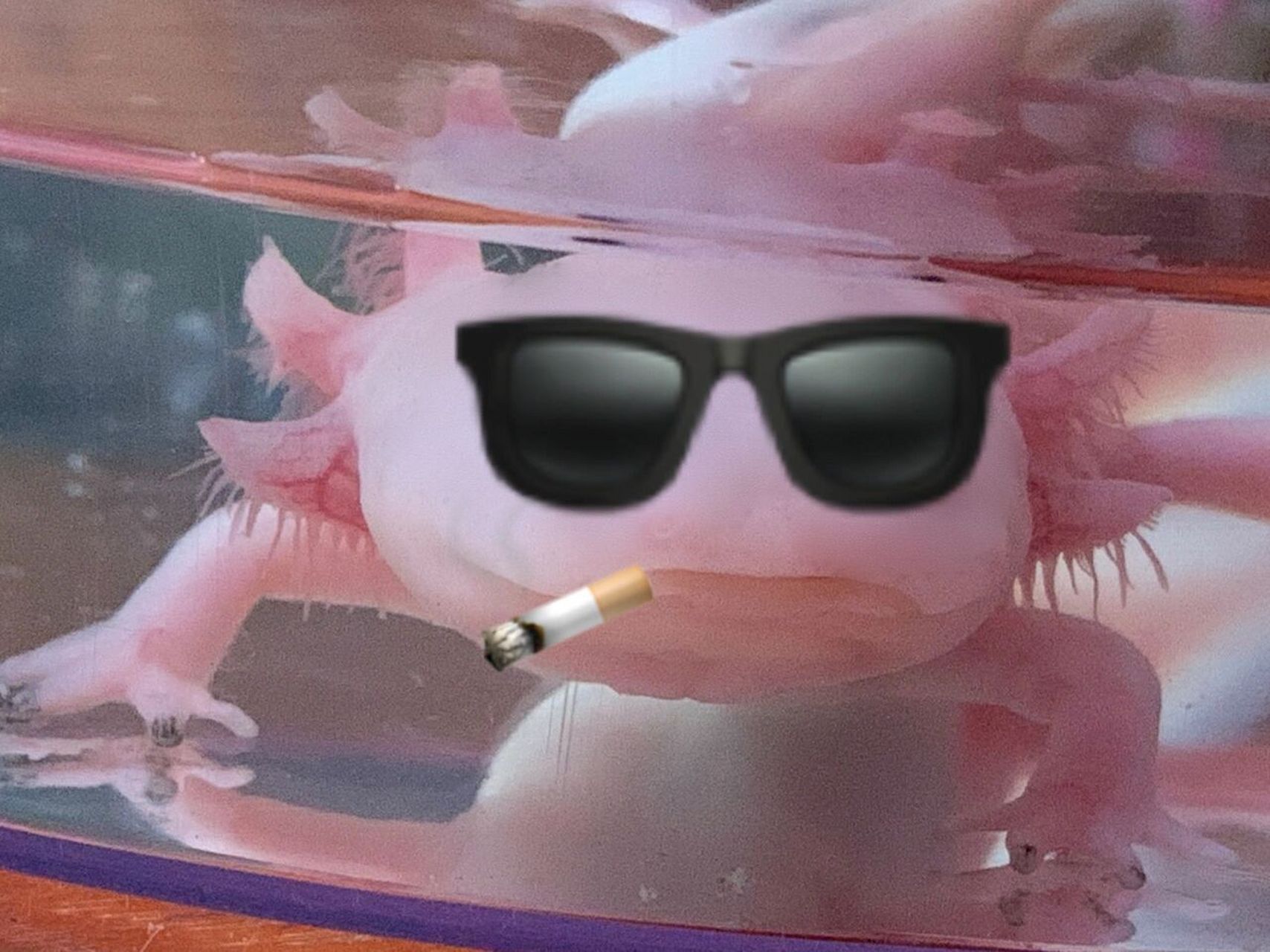 娃娃鱼!超可爱的小蝾螈 六角恐龙鱼9815