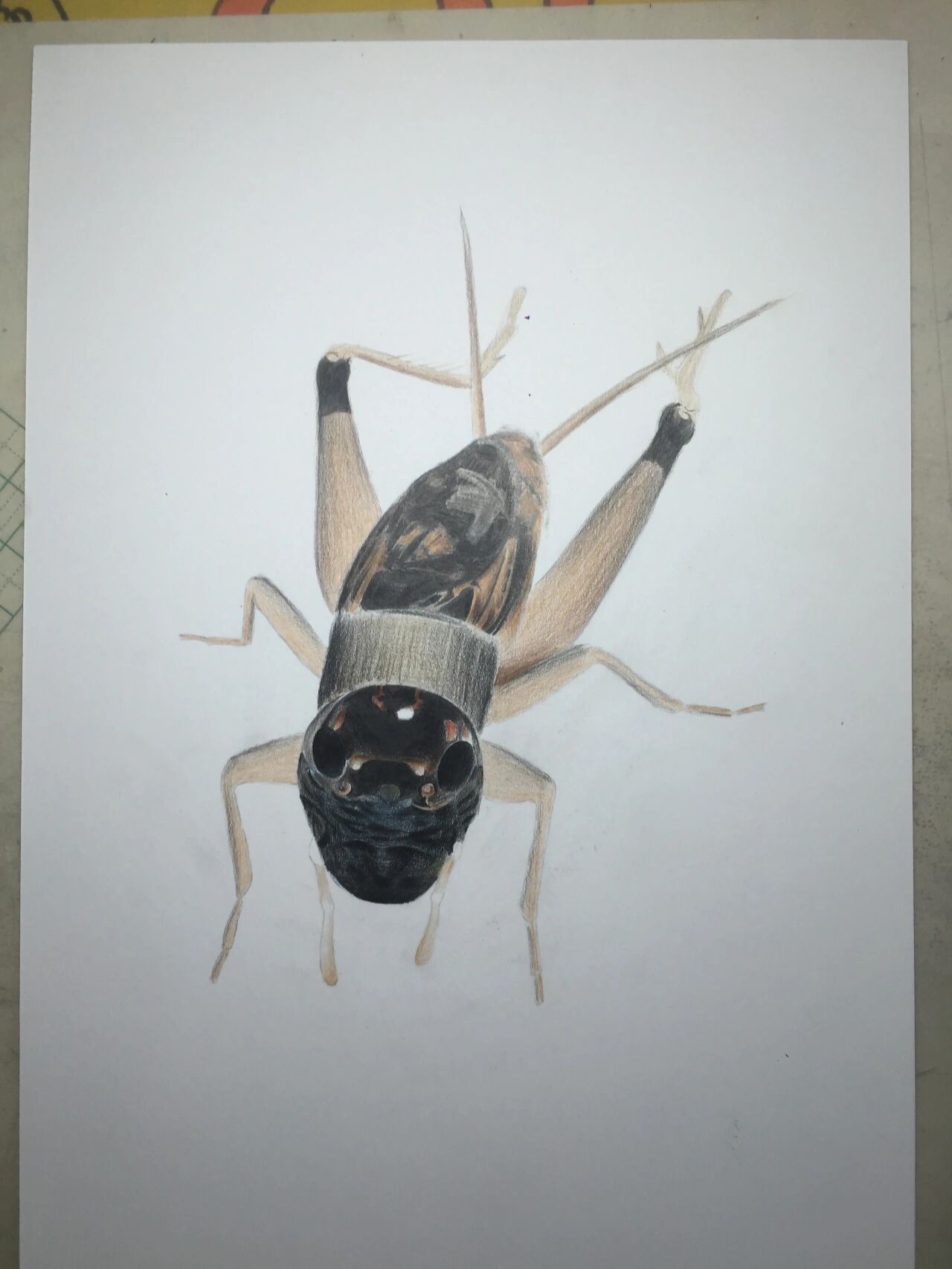 彩铅手绘蟋蟀步骤 非常喜欢的一条蛐蛐