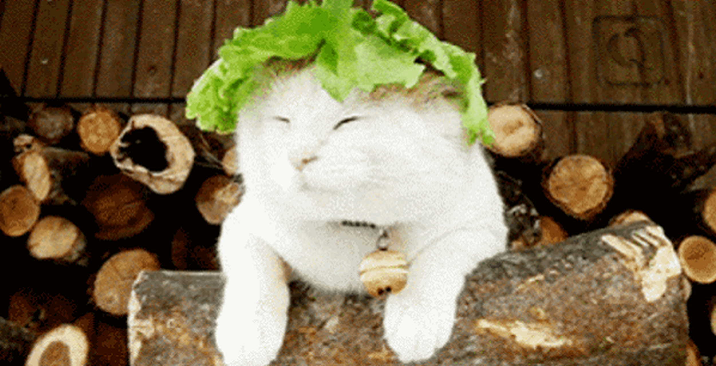 日本网红猫咪猫叔去世#愿猫叔回到喵星球仍然悠然自在