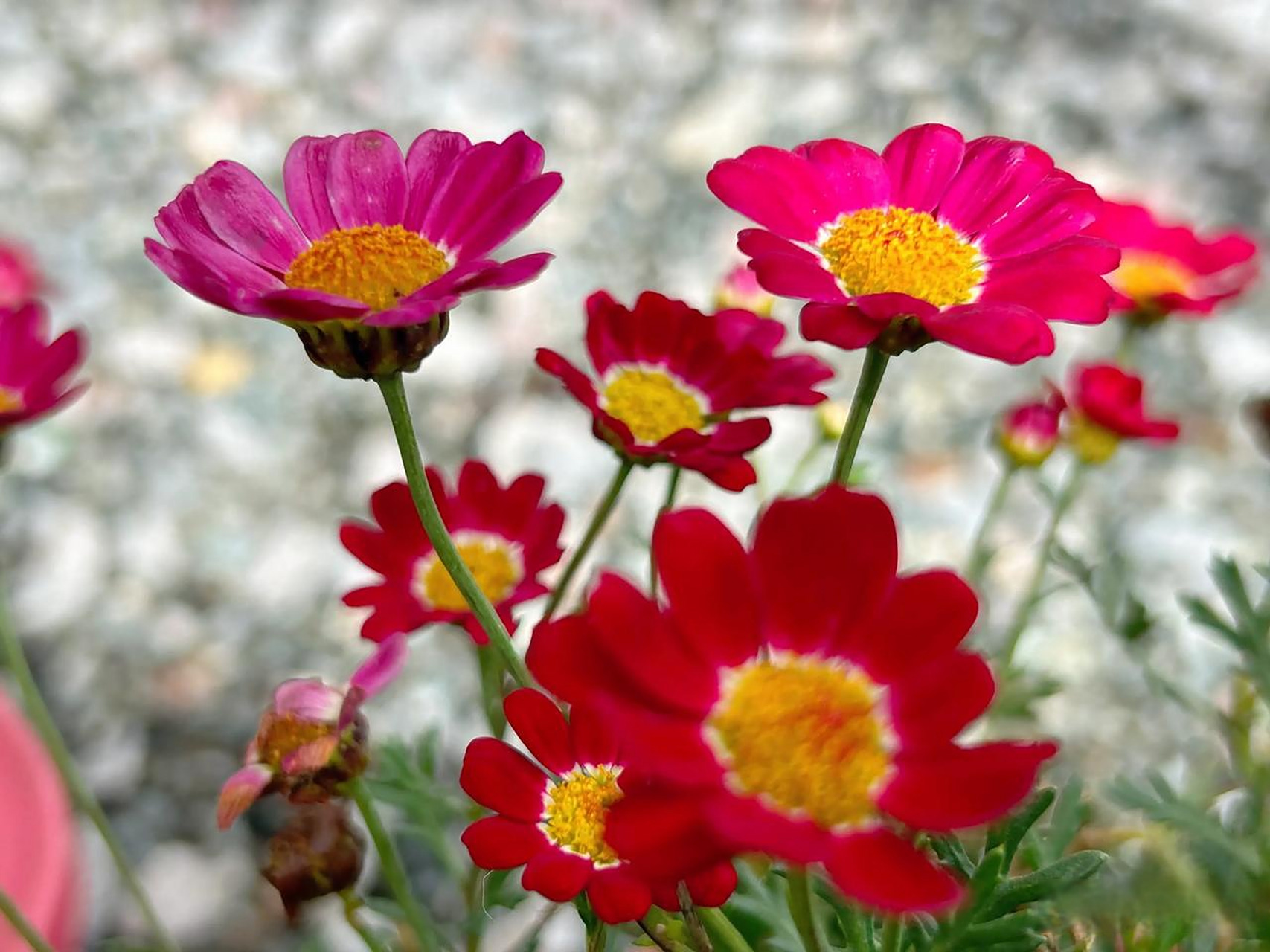 秋日生活打卡季 菊科属灌木植物木茼蒿,又叫野菊花.