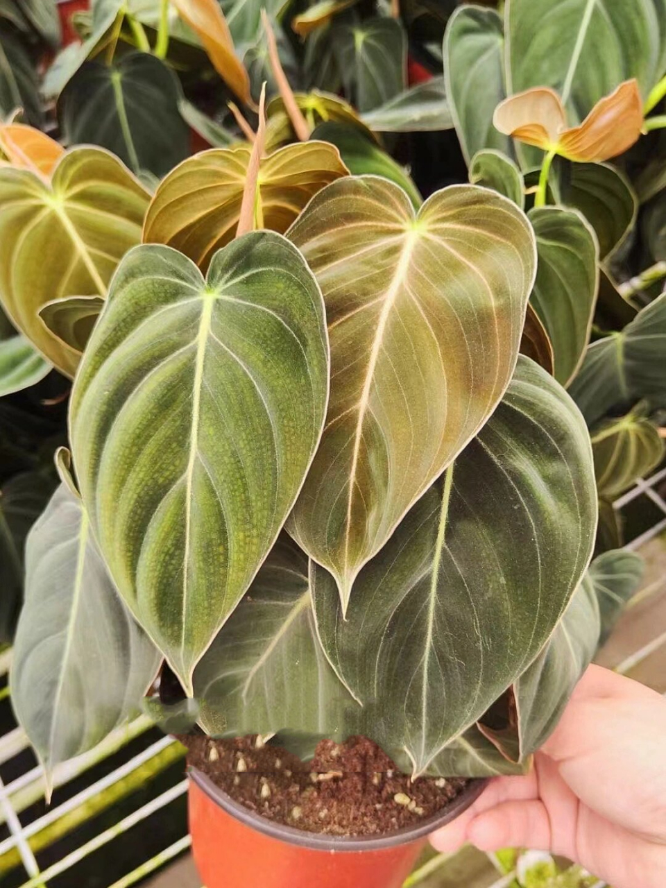 养护 #黑金蔓绿绒# #黑金杂蔓绿绒# #蔓绿绒# #橙柄蔓绿绒##蔓绿绒