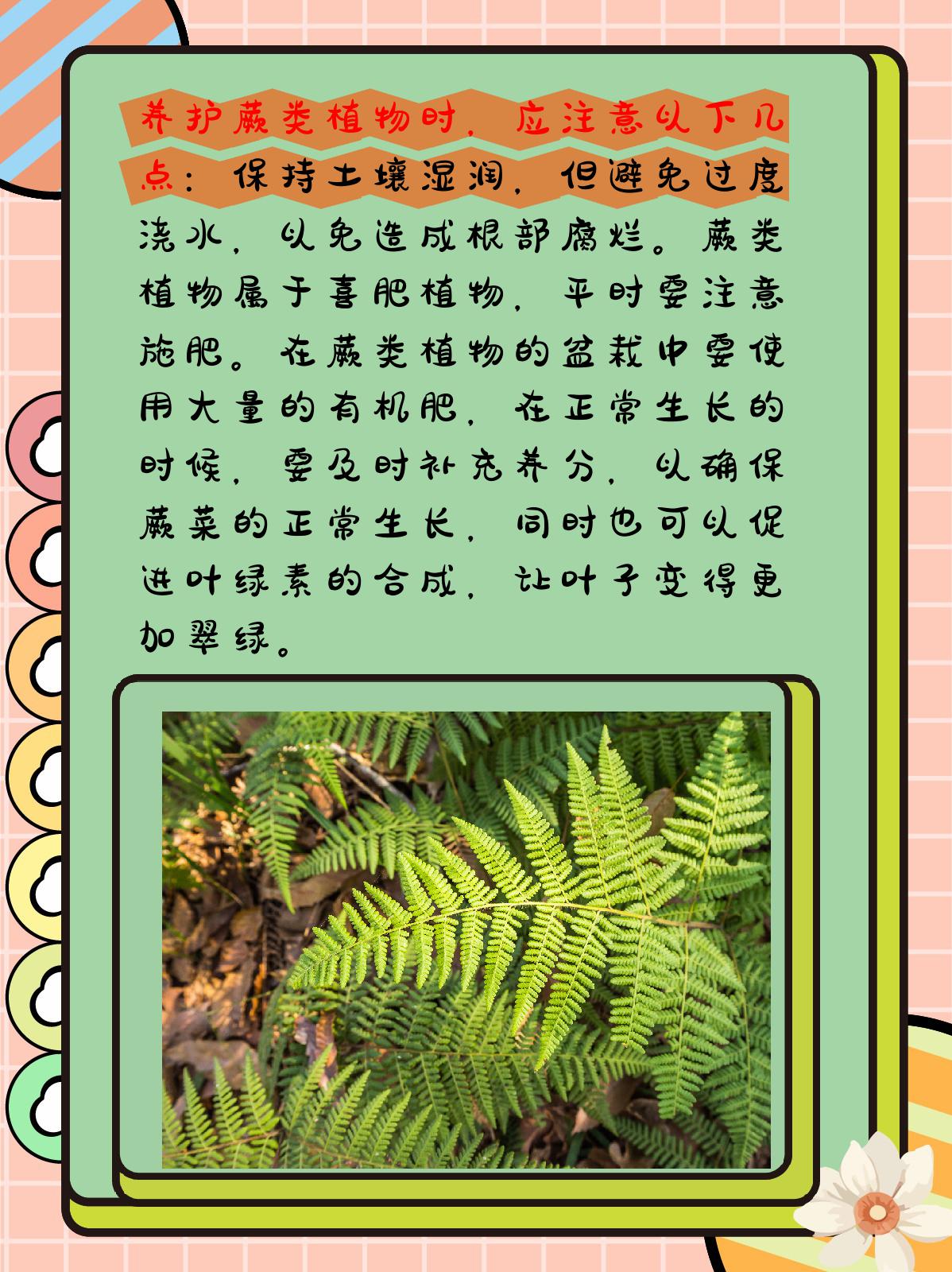 国王植物的养殖方法图片