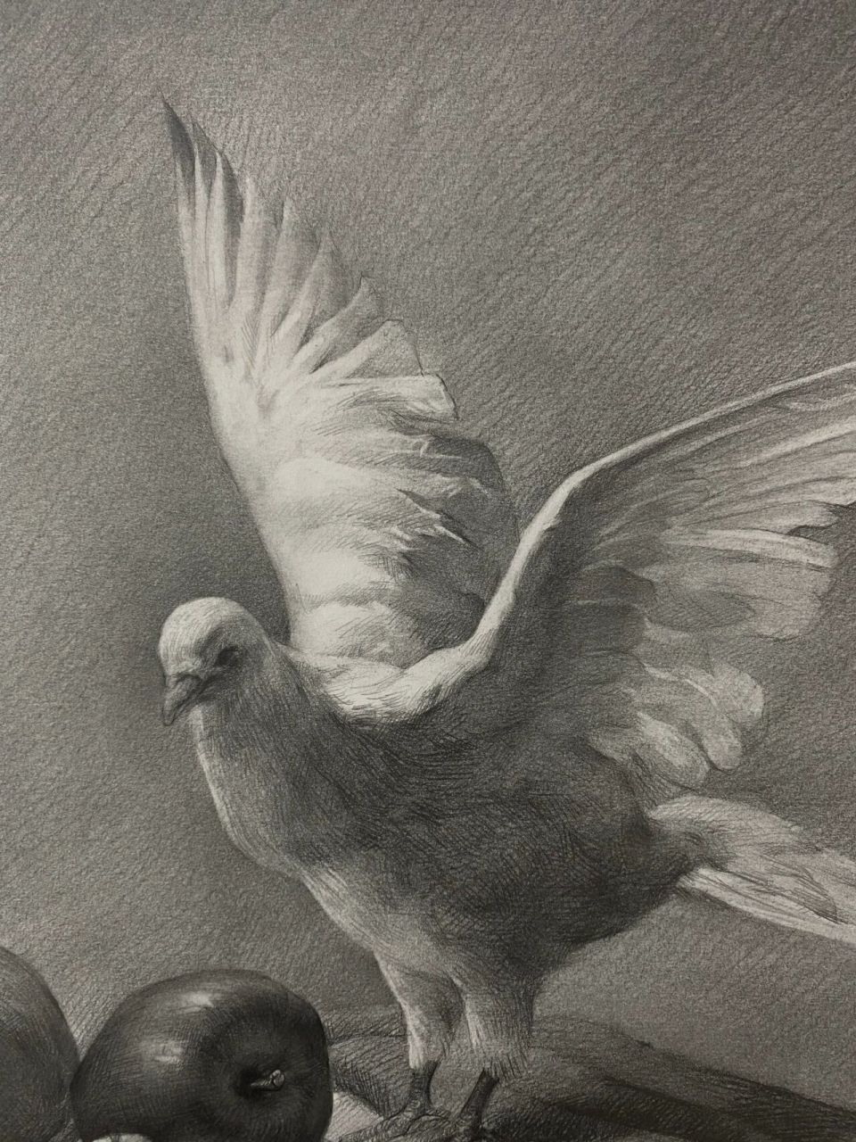 《白鸽》 材料:康颂素描纸   三菱铅笔 2b～hb