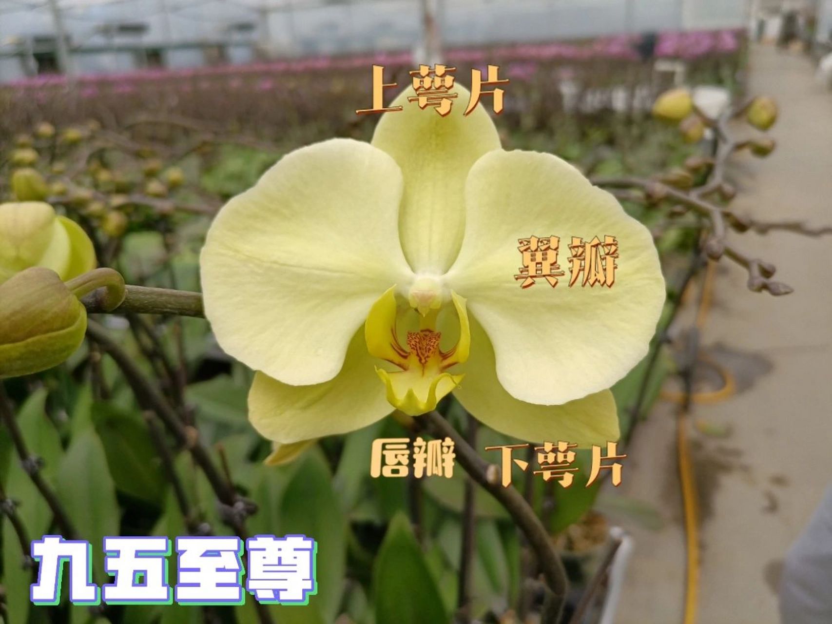 科普:蝴蝶兰的花朵结构(下) 8215蝴蝶兰的花,由1枚上萼片,2枚下