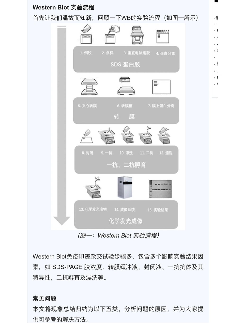 western blot流程图片