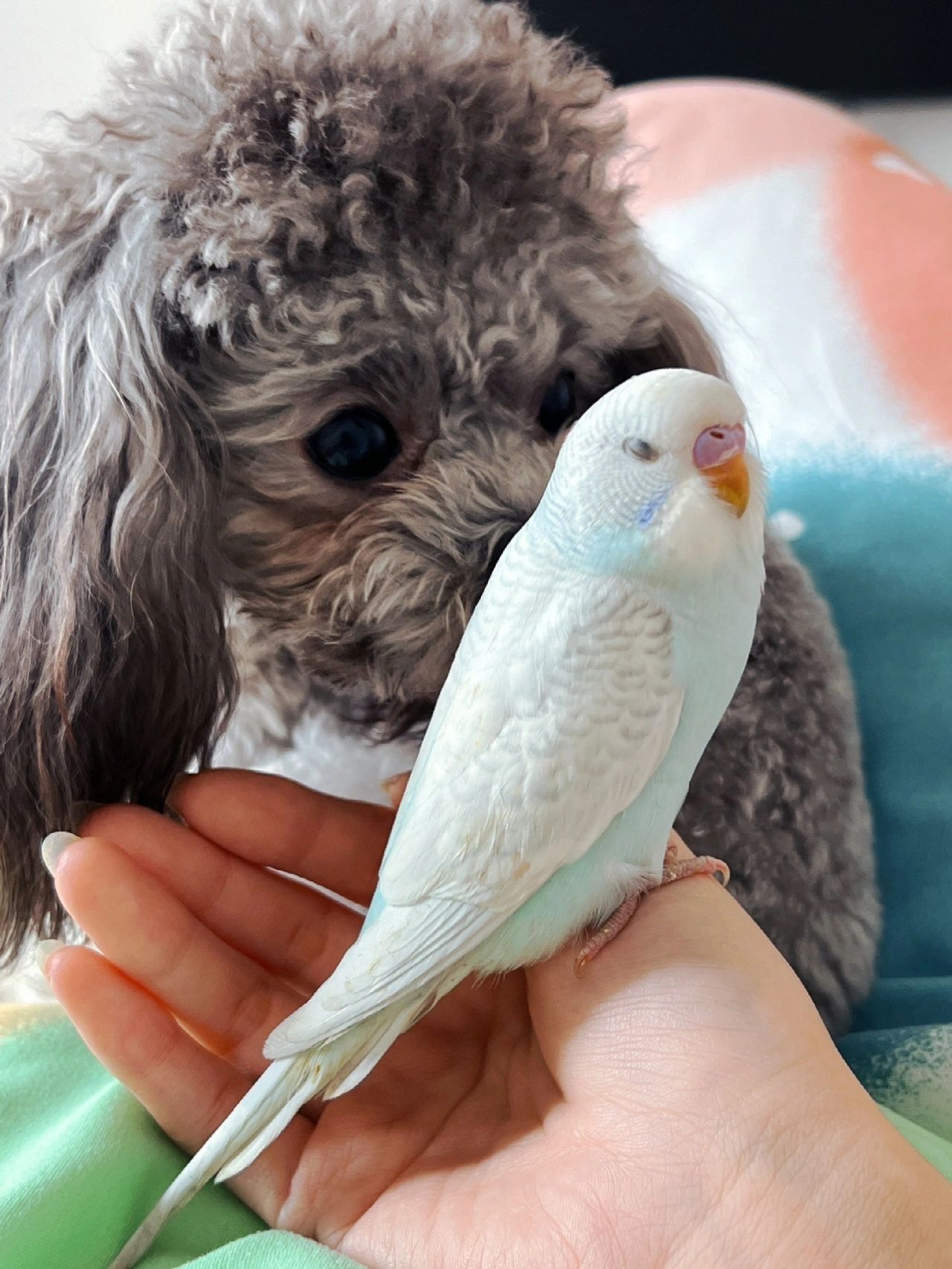 原始白色虎皮鹦鹉活鸟  公