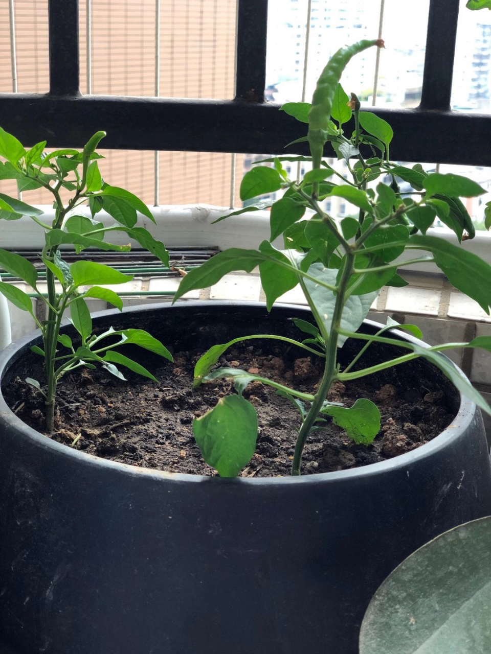 和爸爸一起种的小辣椒🌶️ 观察小辣椒的生长变化过程🌱 通过