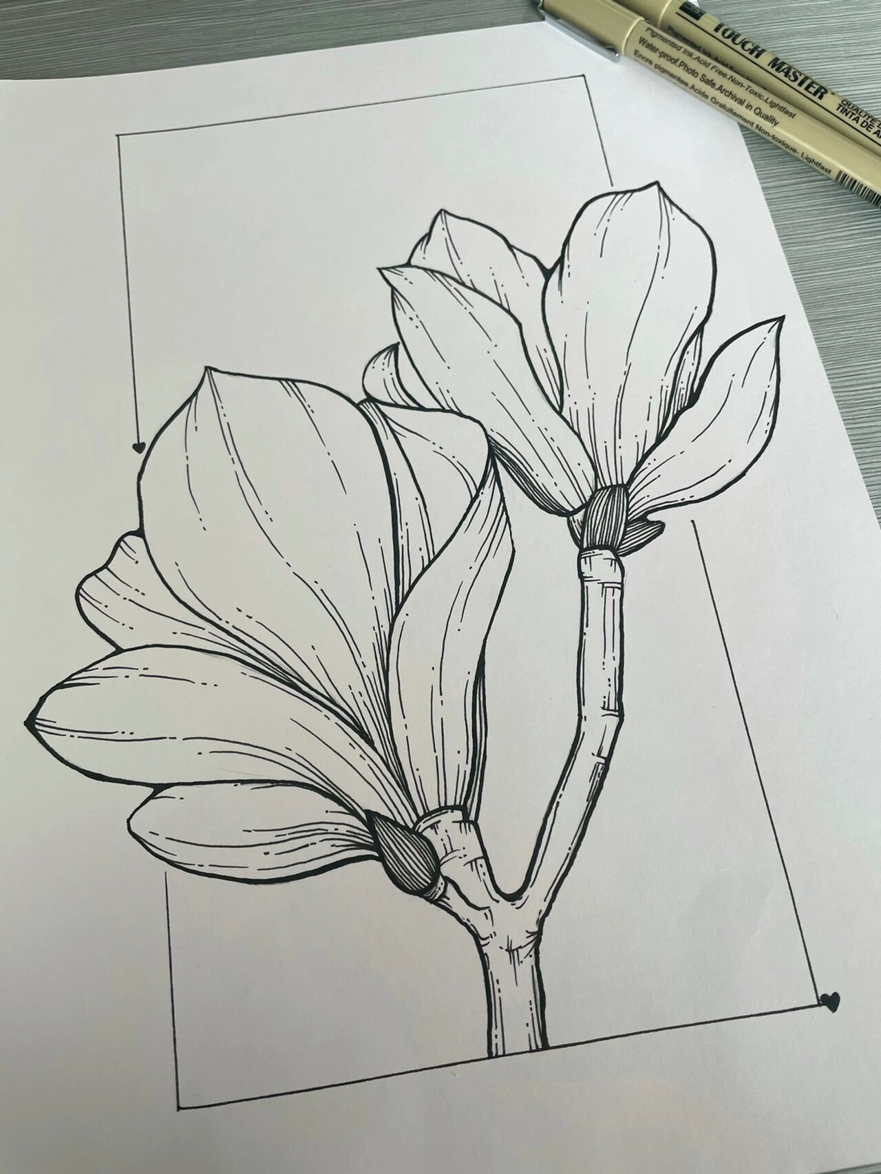 针管笔|黑白线描|玉兰花