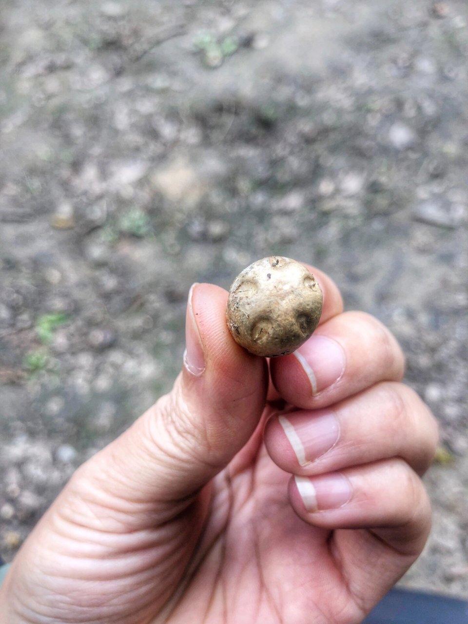 植物园南酸枣核,小区无患子树 ,第一次尝试打孔串手串,好玩