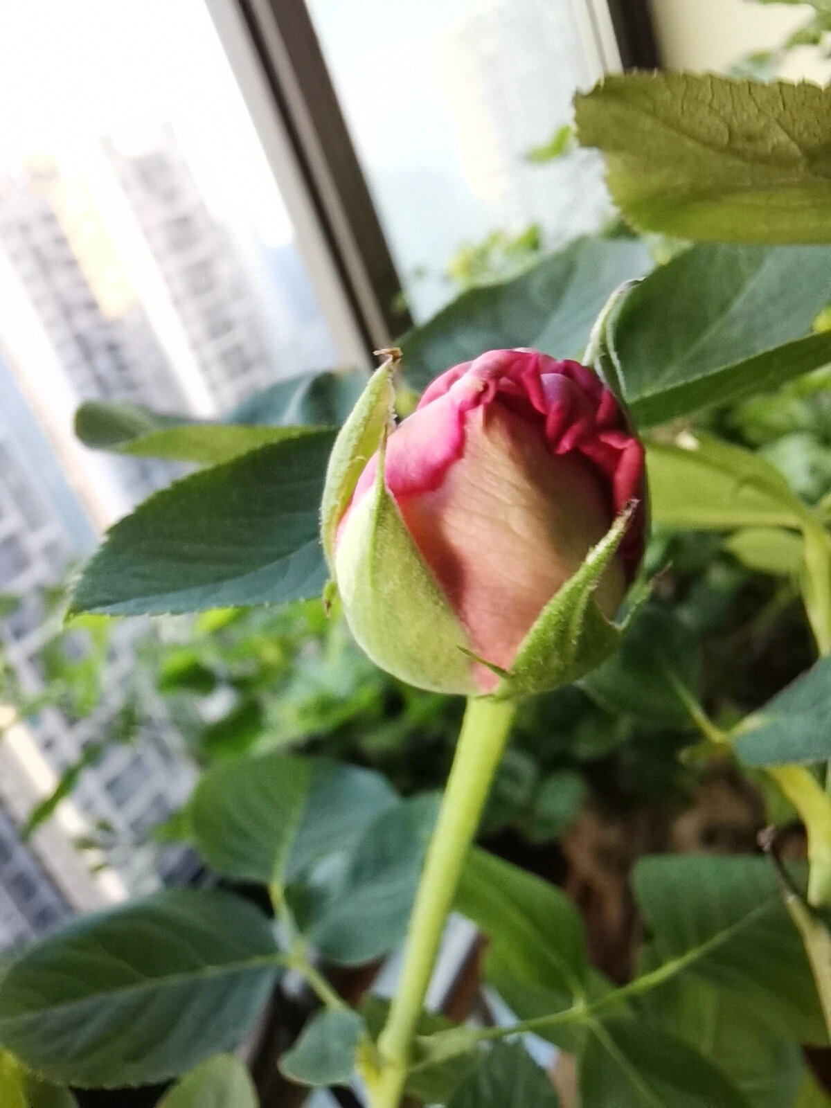 繁华都市月季夏花优秀