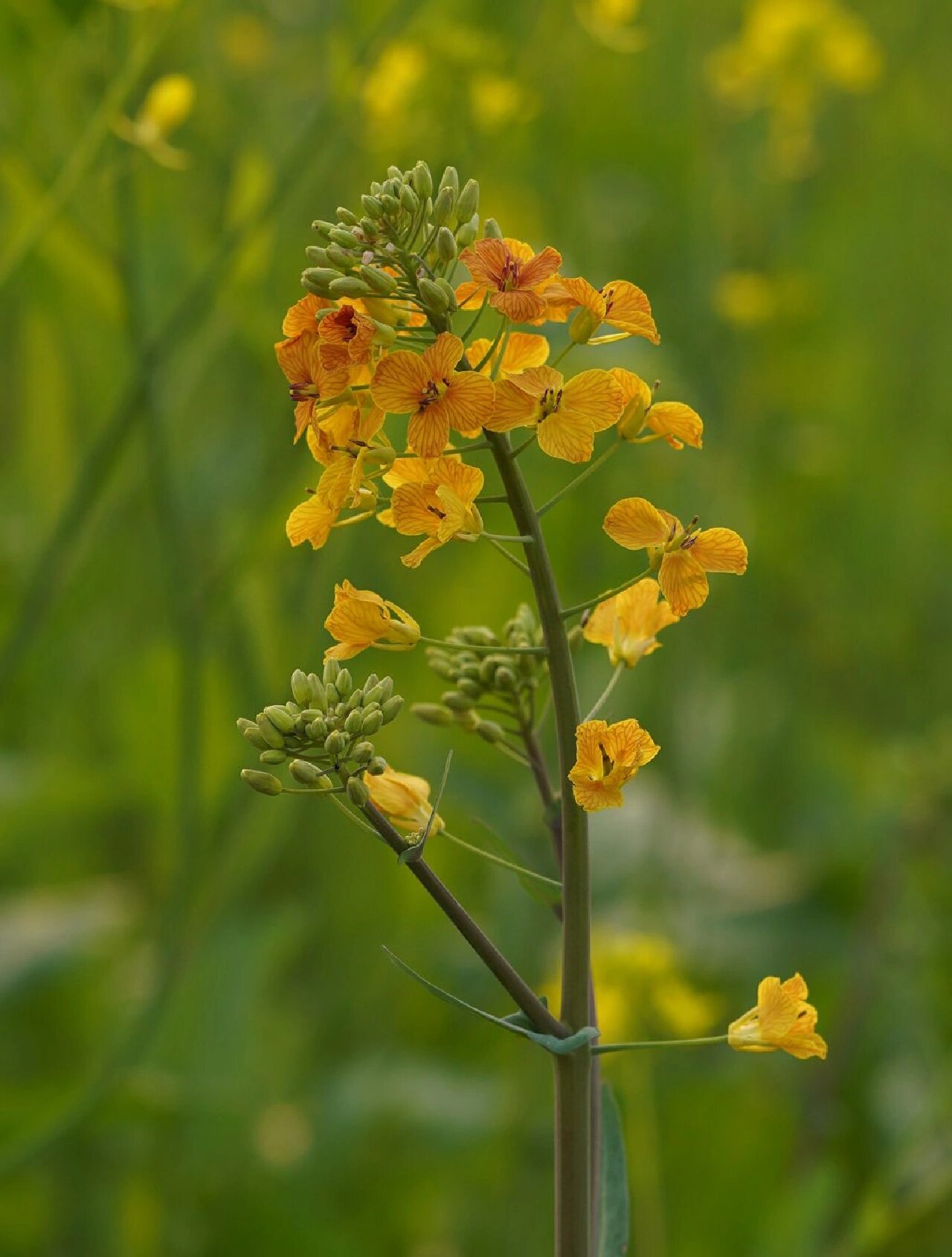 oleifera 又名油菜,十字花目十字花科芸薹属二年生草本